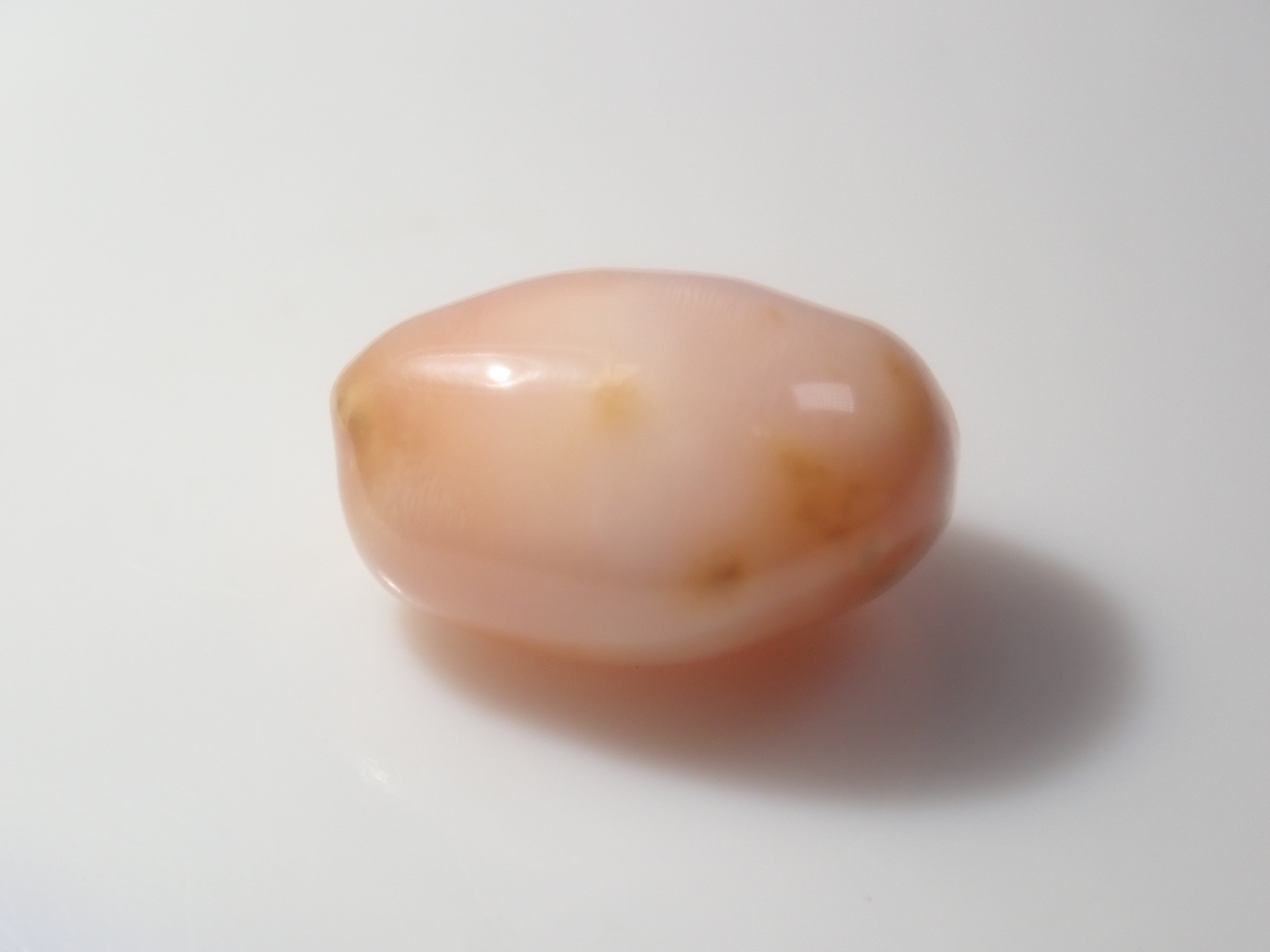 【1/31 22時販売】《限定15石》レアなセミホワイトカラーや火焔模様入り含むドミニカ共和国産コンクパール&シェルガチャ1石ルース《複数購入割引有》