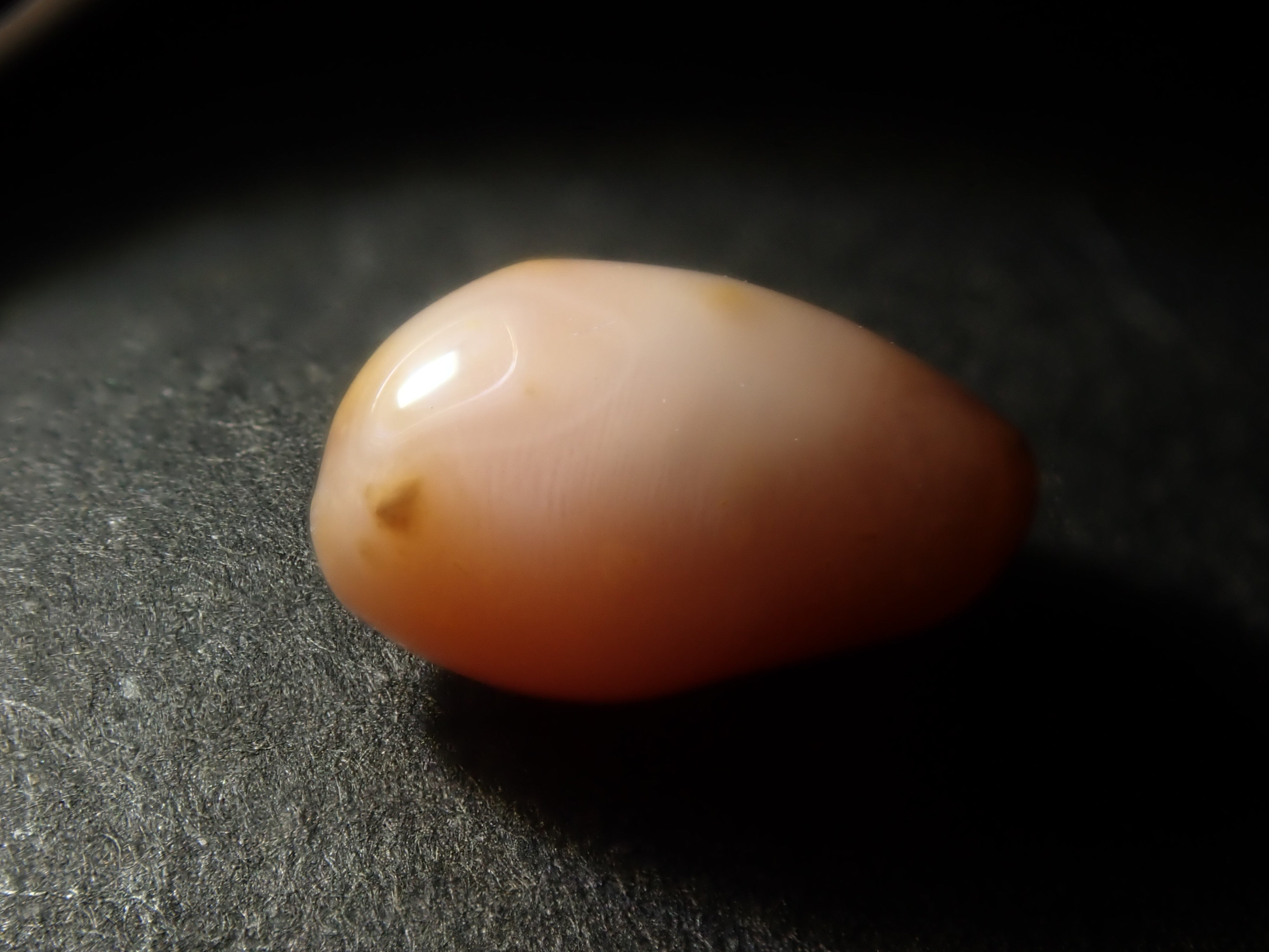 【1/31 22時販売】《限定15石》レアなセミホワイトカラーや火焔模様入り含むドミニカ共和国産コンクパール&シェルガチャ1石ルース《複数購入割引有》