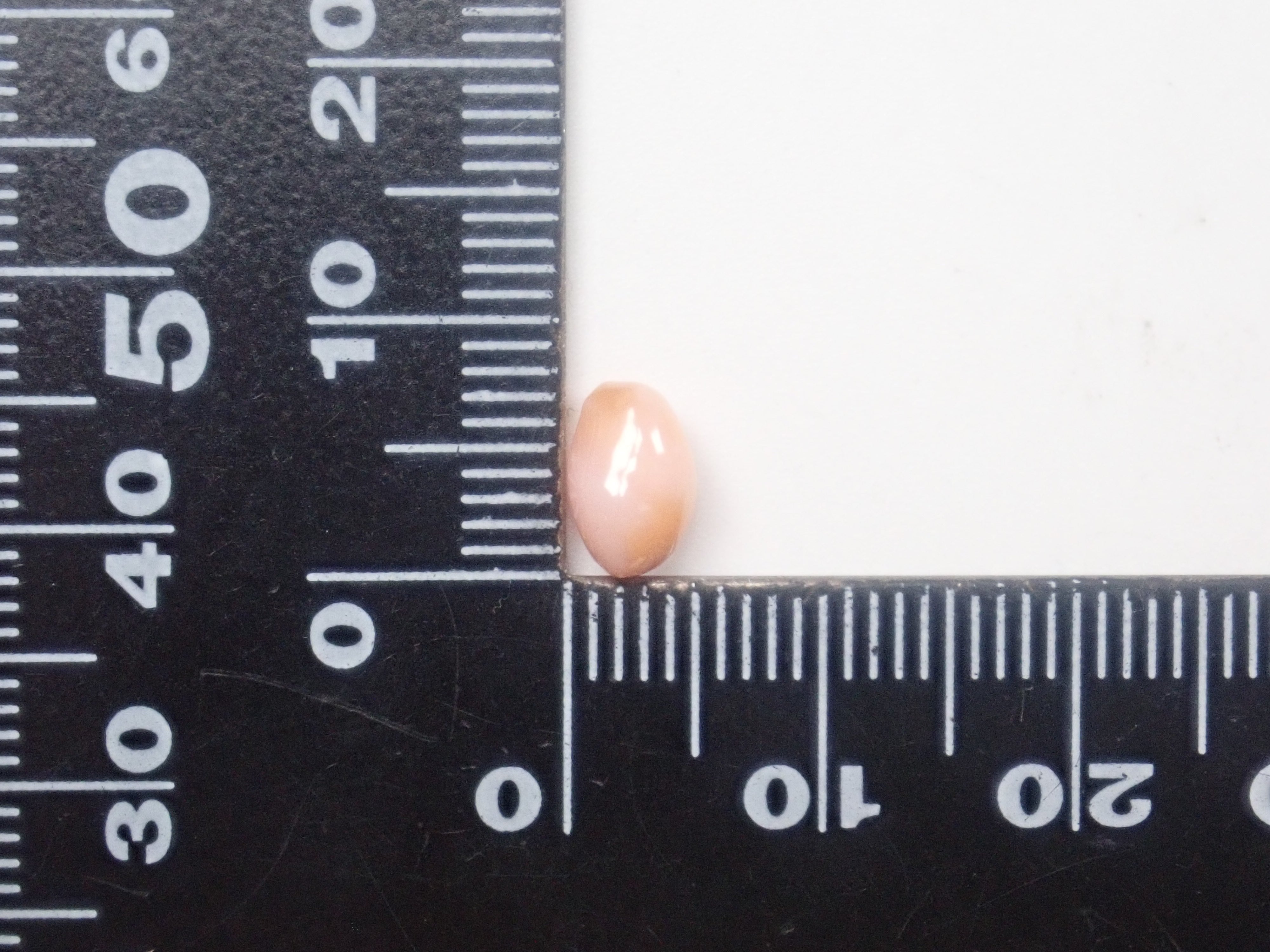 【1/31 22時販売】《限定15石》レアなセミホワイトカラーや火焔模様入り含むドミニカ共和国産コンクパール&シェルガチャ1石ルース《複数購入割引有》