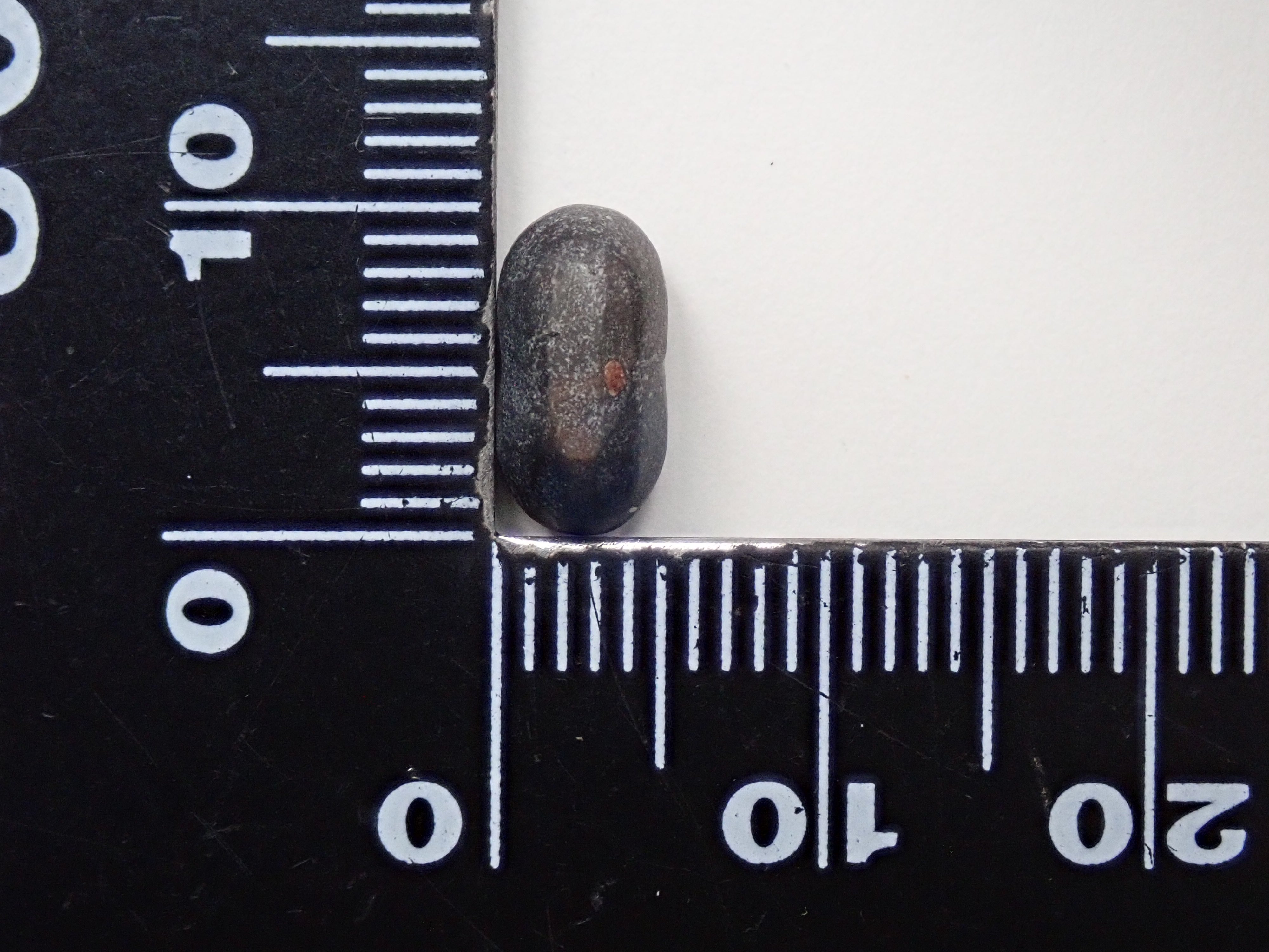 スリランカ産ツインスターサファイア 3.858ctルース