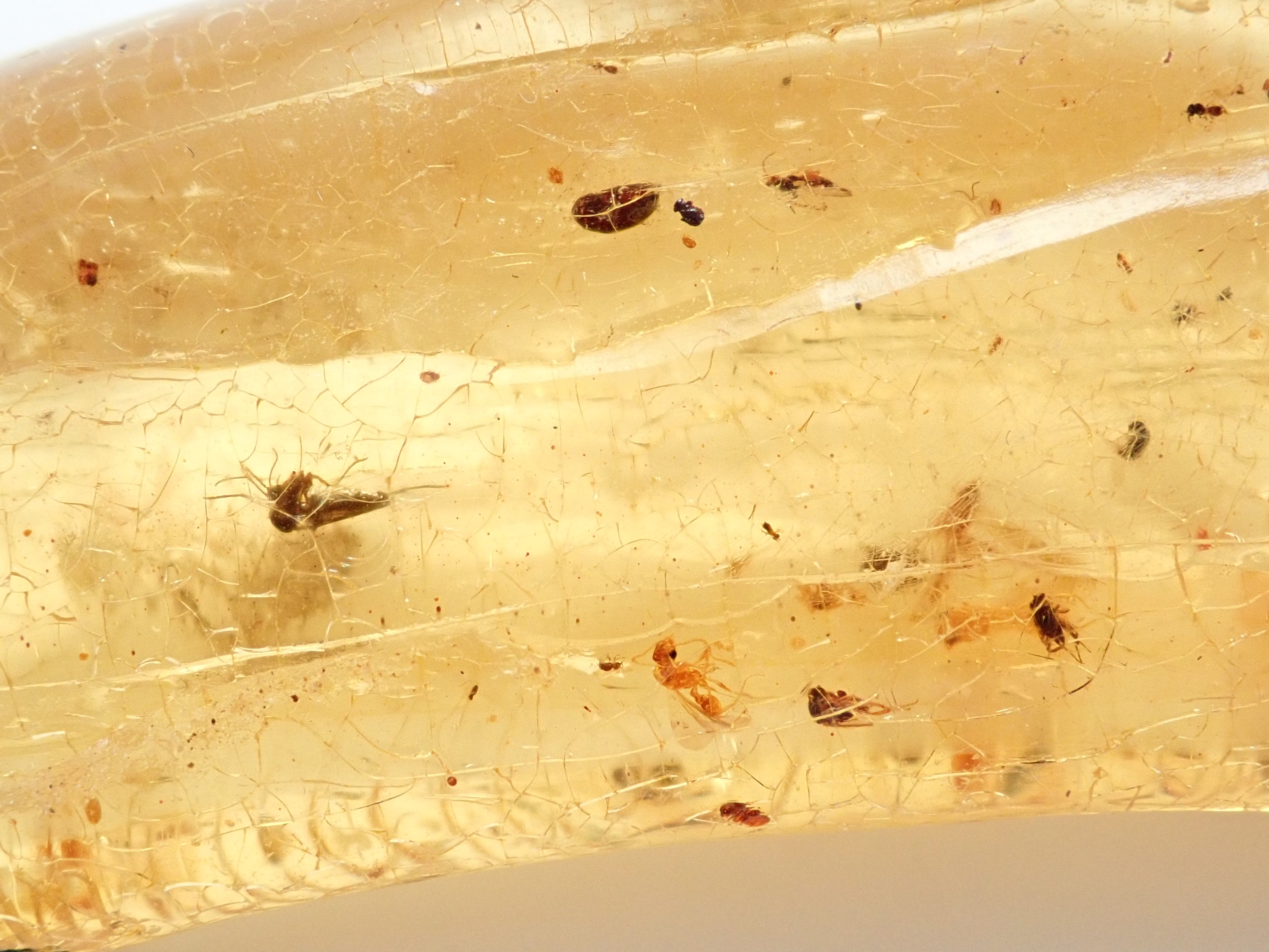 琥珀(こはく)/コパル 41.008ctルース