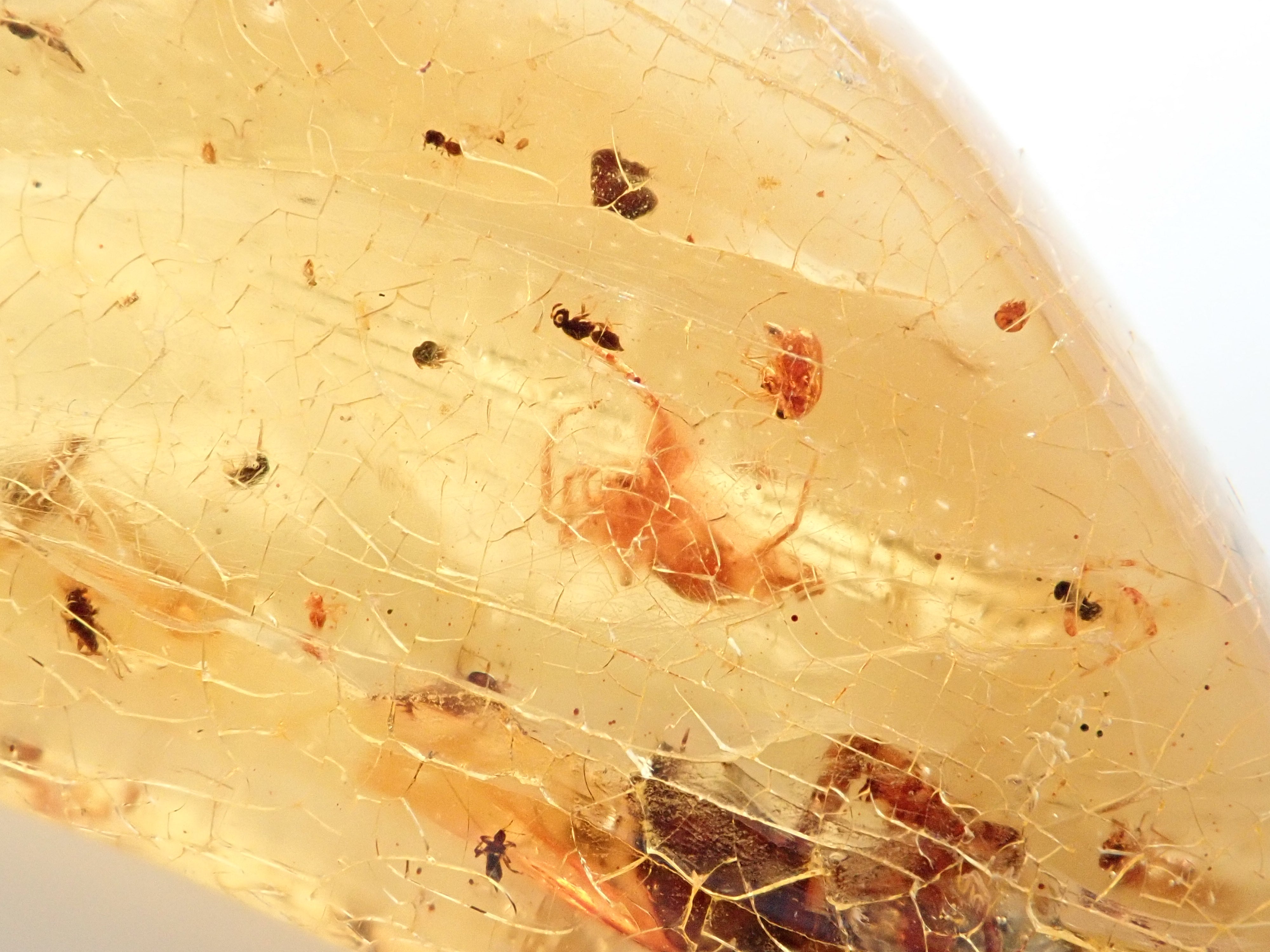 琥珀(こはく)/コパル 41.008ctルース