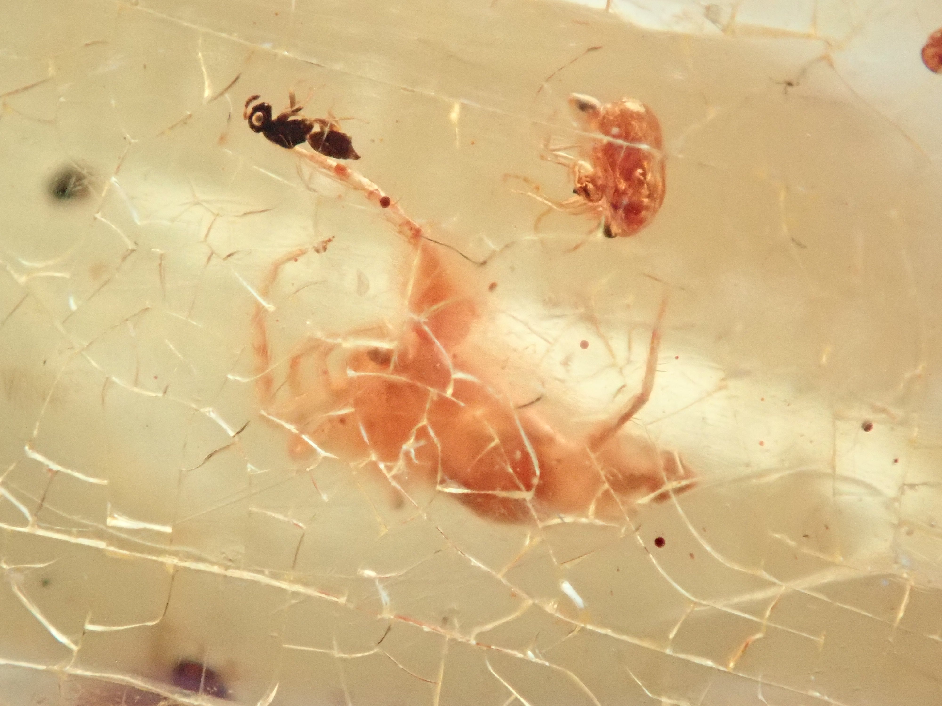 琥珀(こはく)/コパル 41.008ctルース