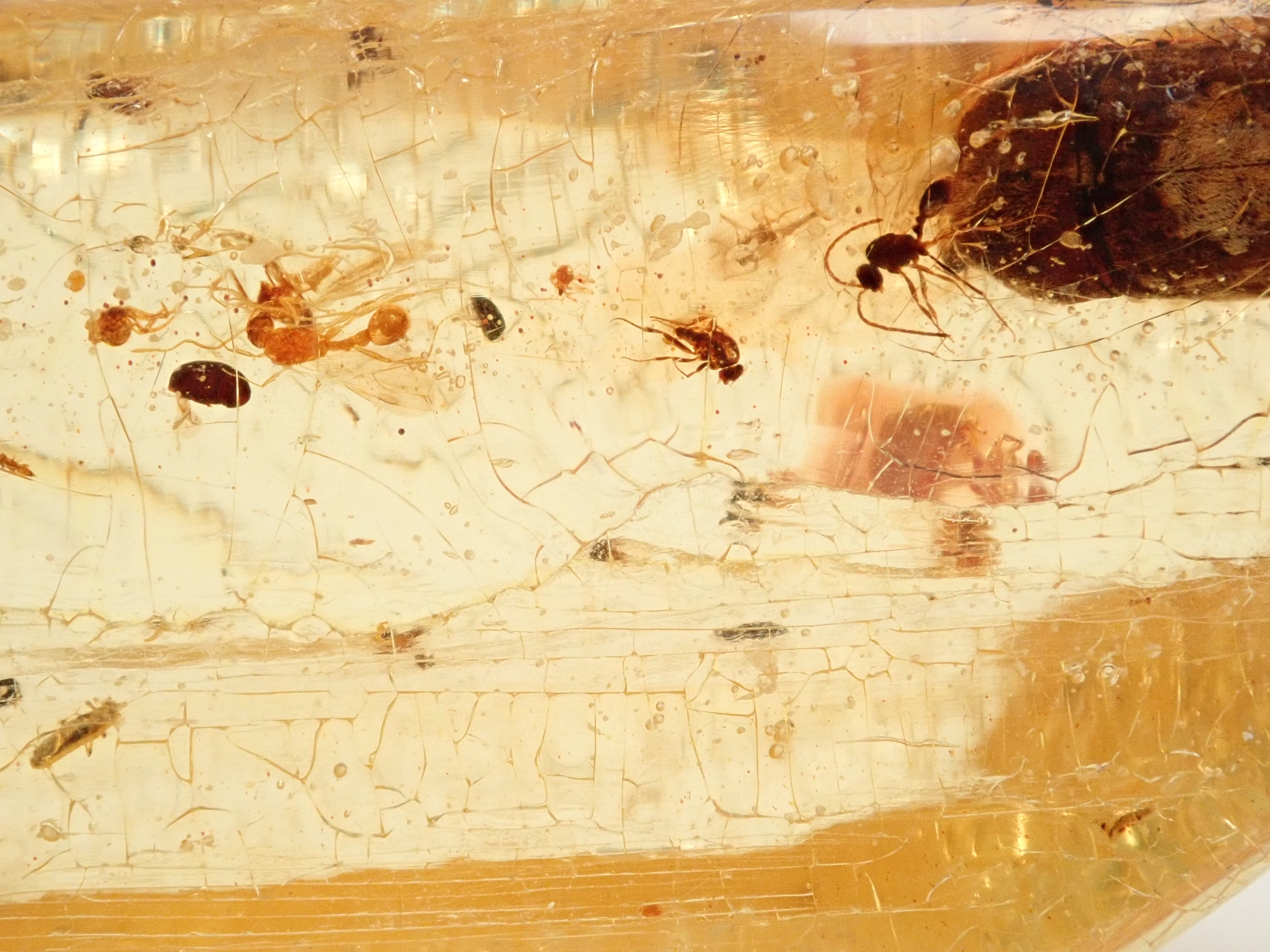 琥珀(こはく)/コパル 41.008ctルース