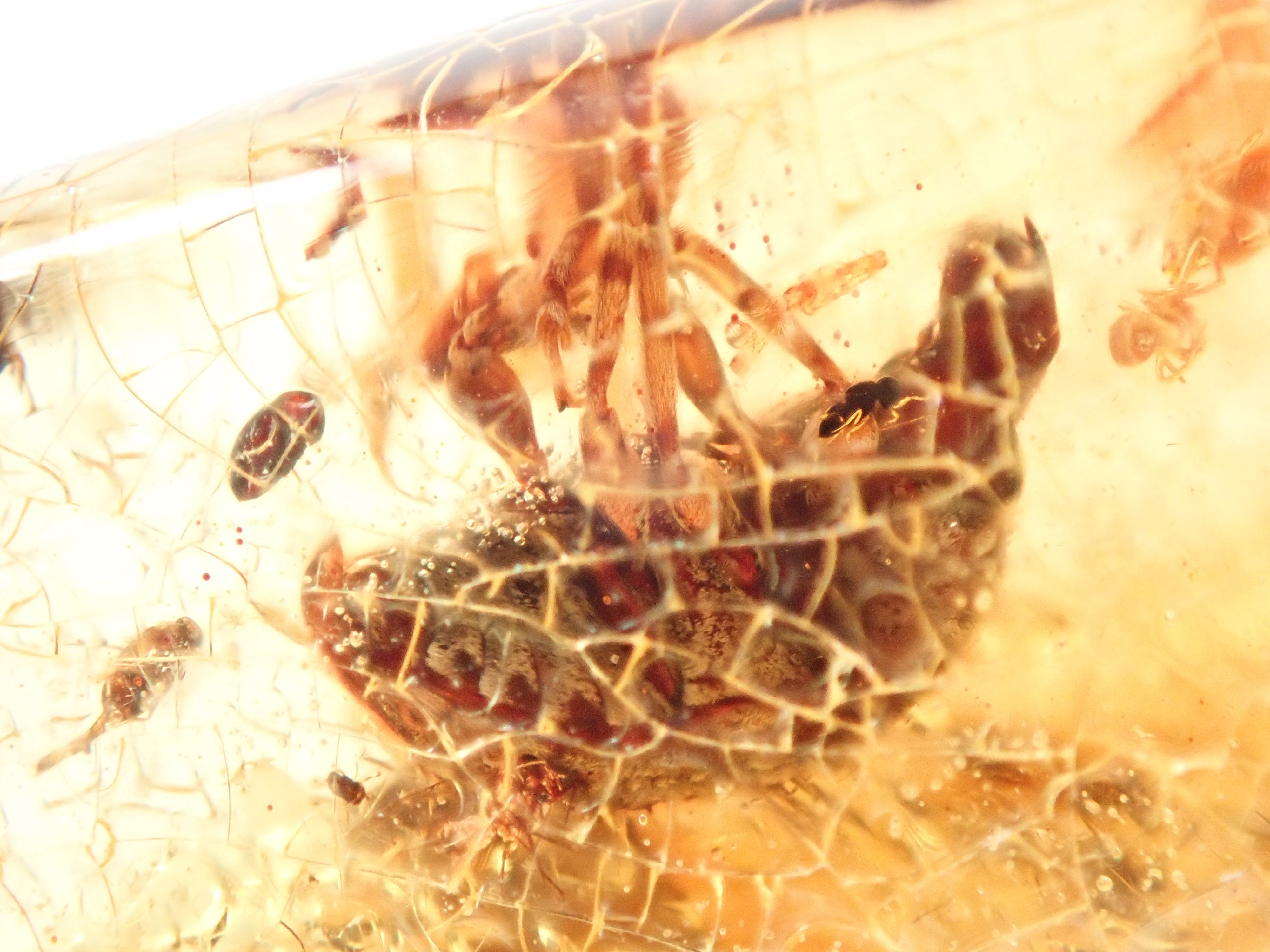 【2/15 22時販売】琥珀(こはく)/コパル 41.008ctルース(虫入り)