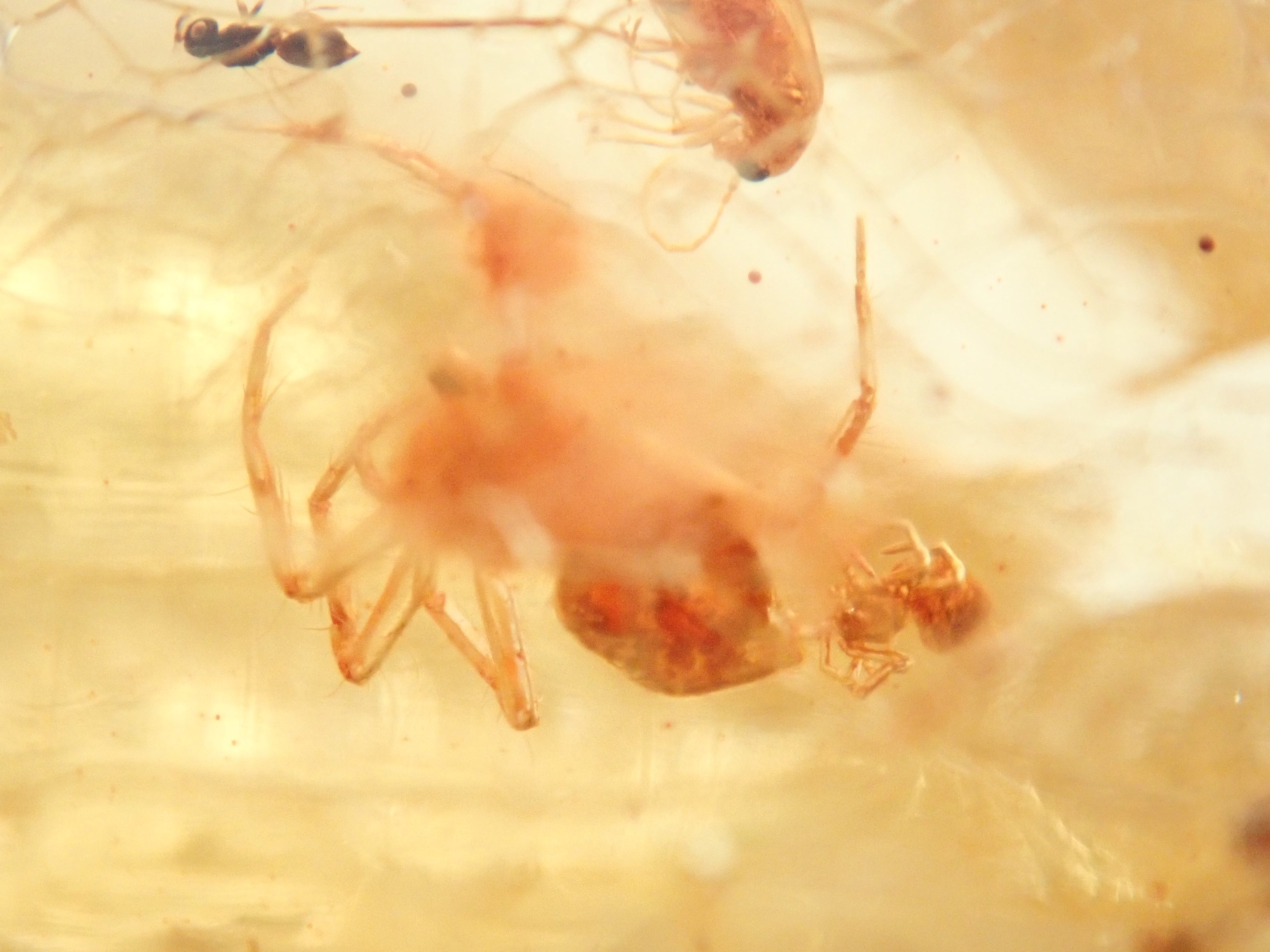 【2/15 22時販売】琥珀(こはく)/コパル 41.008ctルース(虫入り)