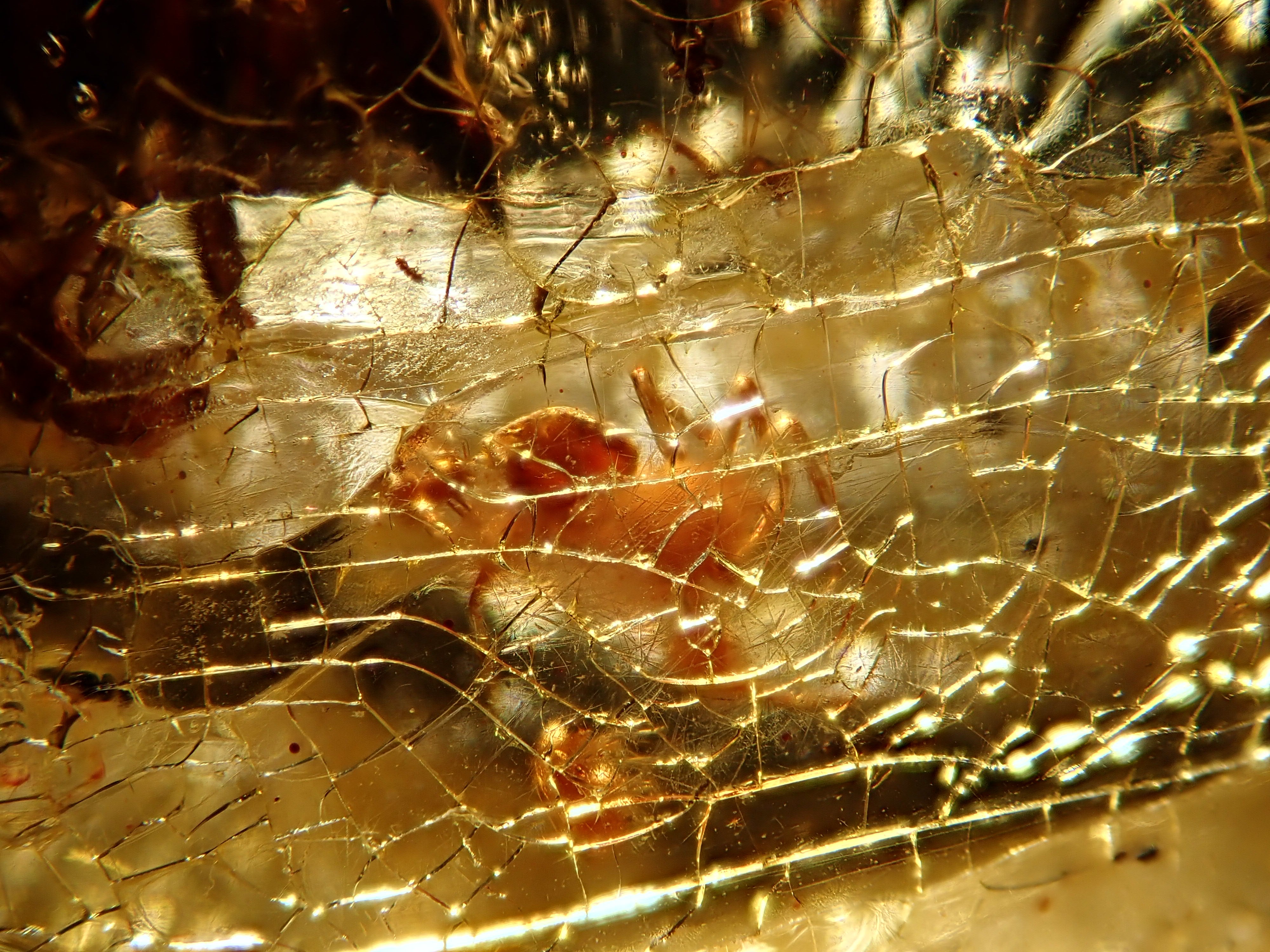 【2/15 22時販売】琥珀(こはく)/コパル 41.008ctルース(虫入り)