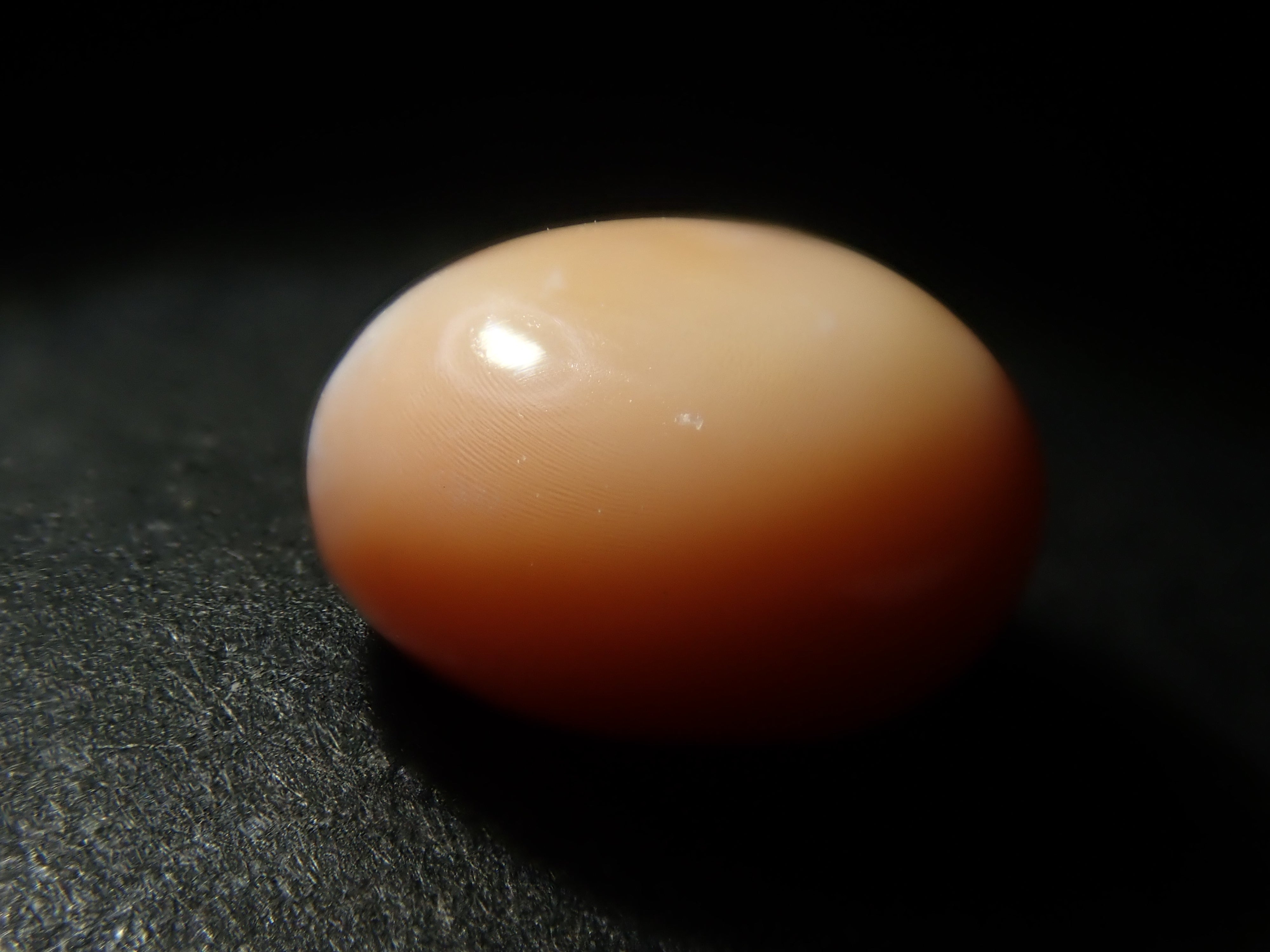 【3/1 22時販売】《限定21石》火焔模様入り含むドミニカ共和国産コンクパール&シェルガチャ1石ルース《複数購入割引有》