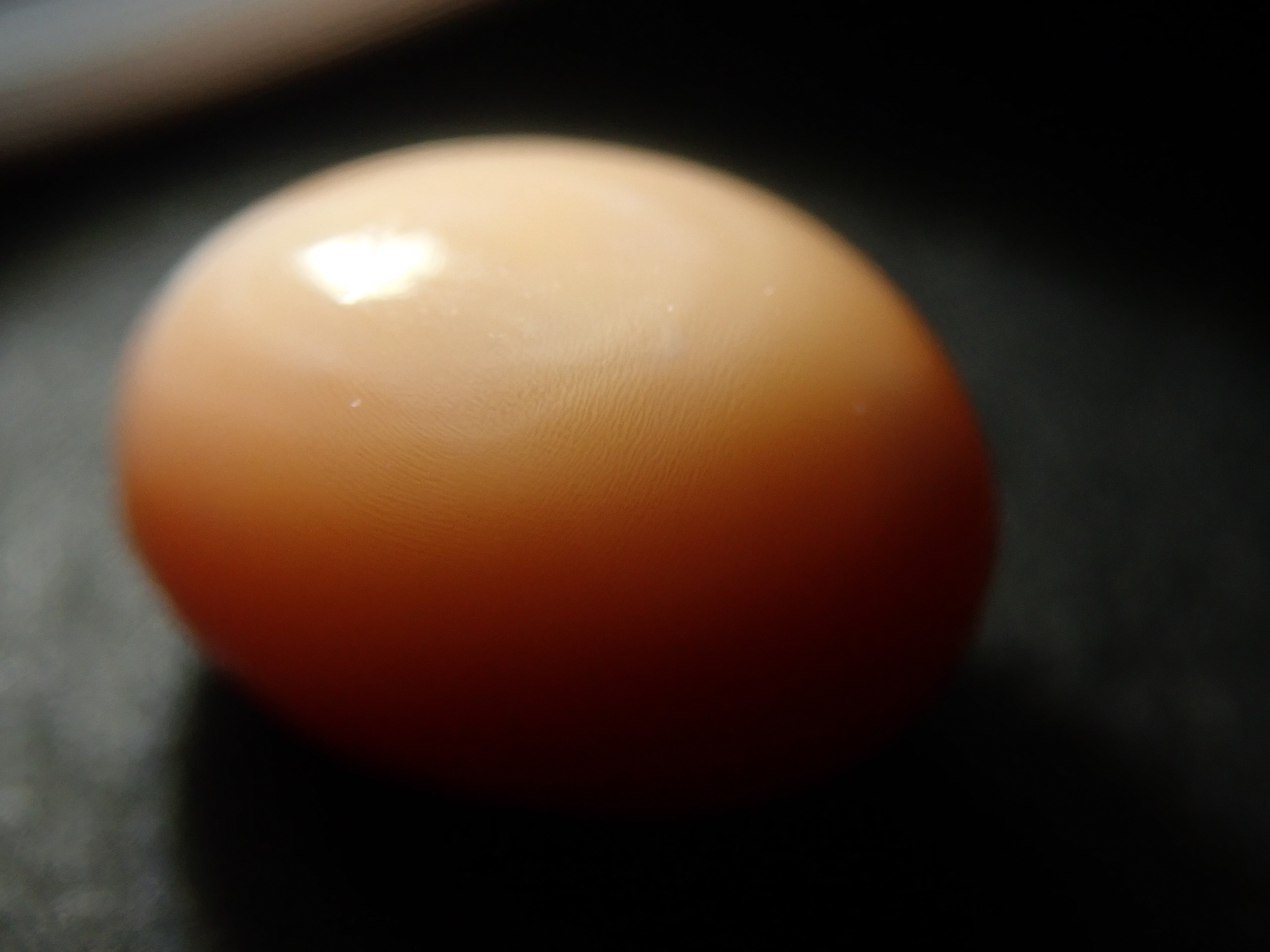 【3/1 22時販売】《限定21石》火焔模様入り含むドミニカ共和国産コンクパール&シェルガチャ1石ルース《複数購入割引有》