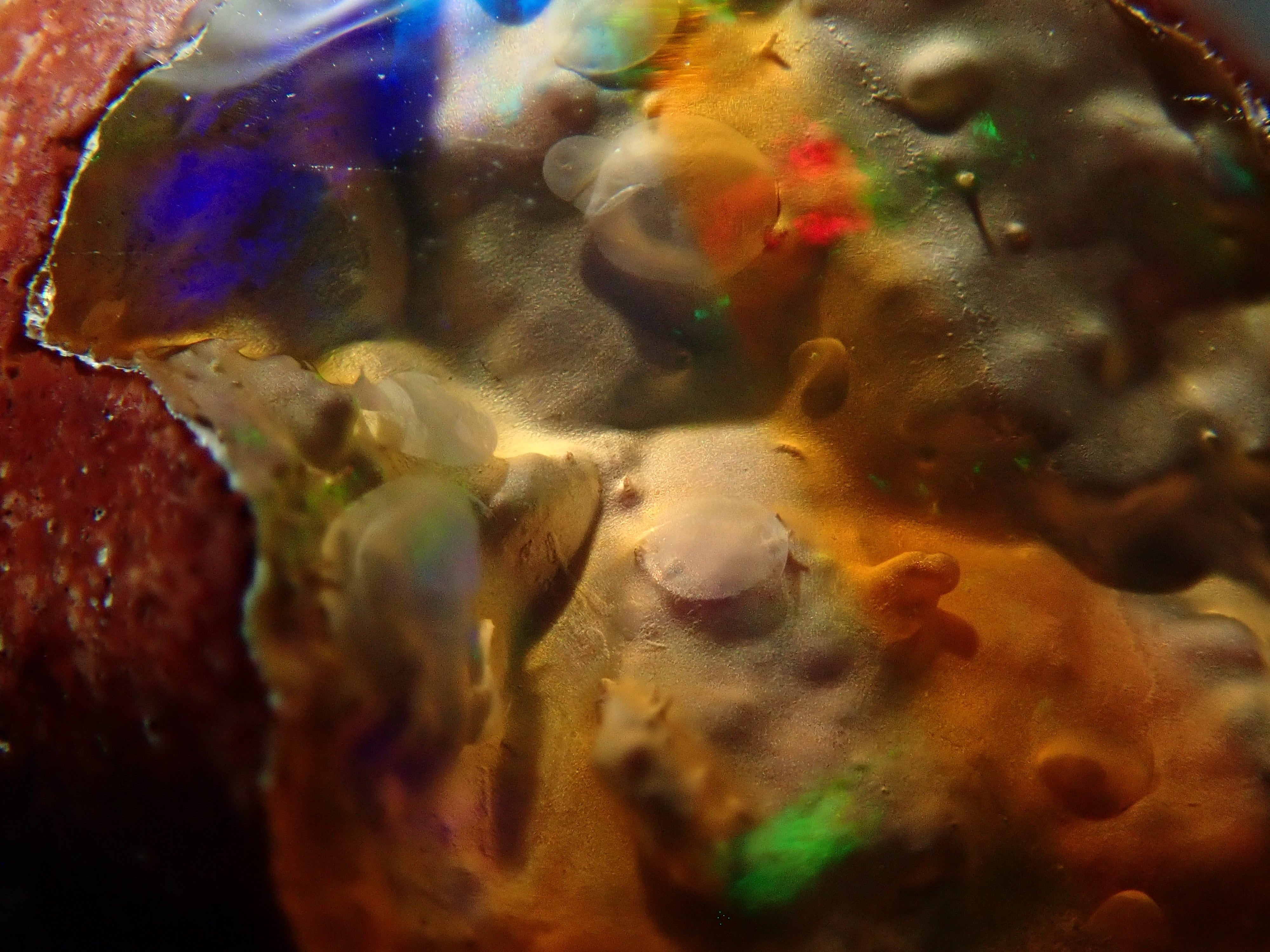 【4/29 22時販売】メキシコ産カンテラオパール 5.811ctルース 鑑別書