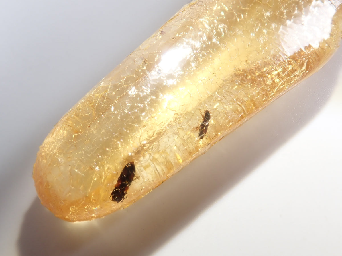 【9/23 22時販売】《限定1石》複数の虫入り 琥珀(こはく)/コパル97.64ct・約10cm 標本