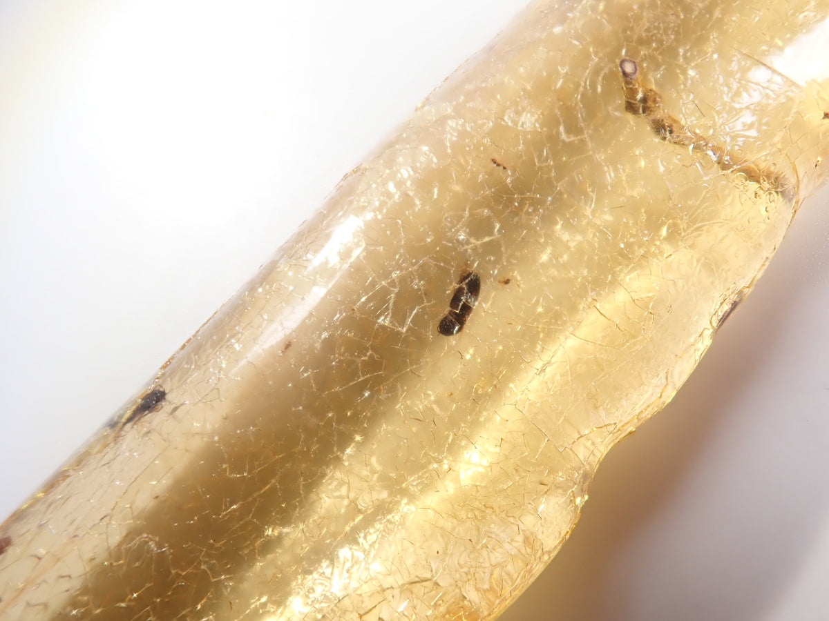 【9/23 22時販売】《限定1石》複数の虫入り 琥珀(こはく)/コパル97.64ct・約10cm 標本
