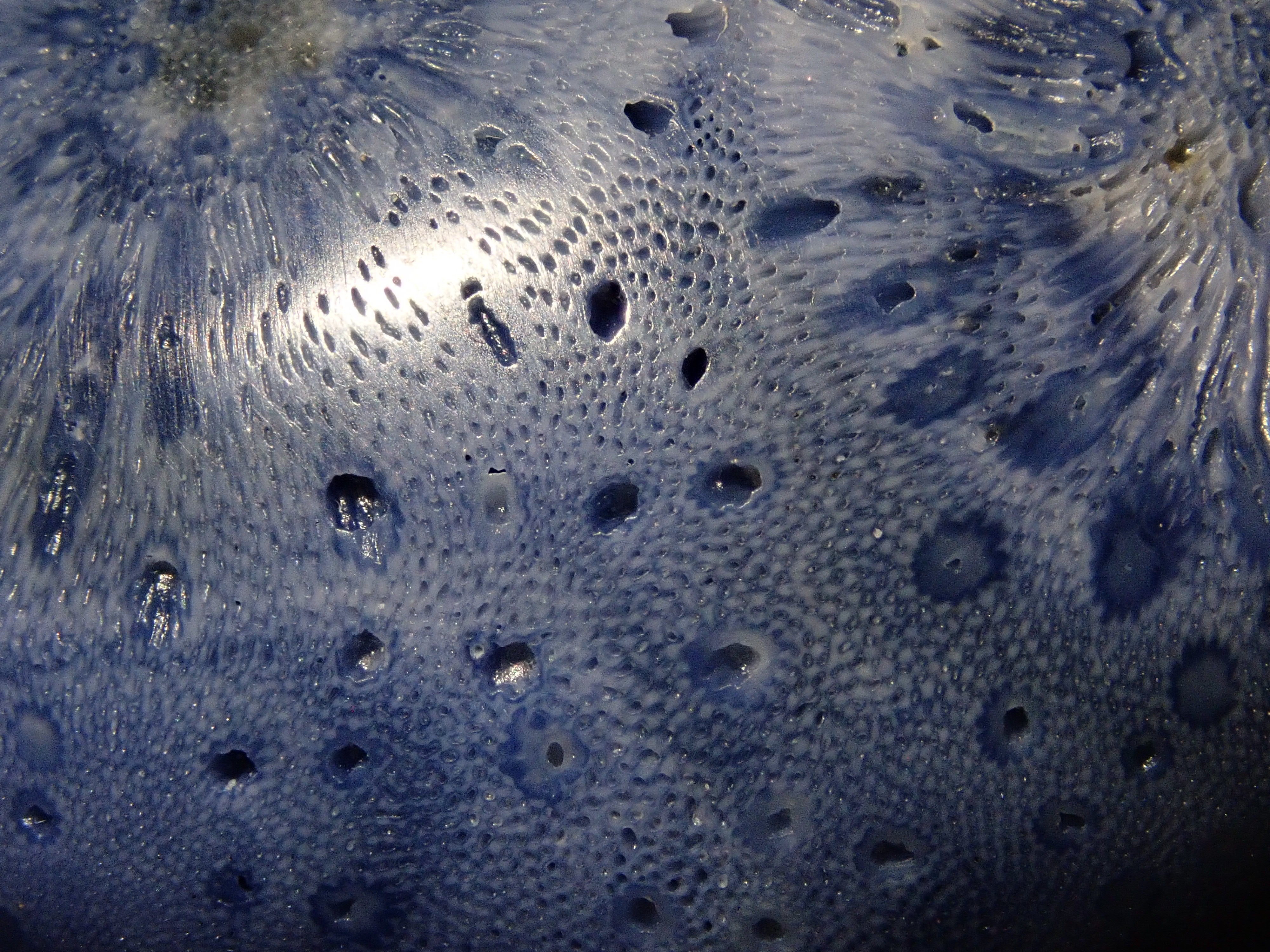 ブルーさんご (青珊瑚) 75.469ctルース