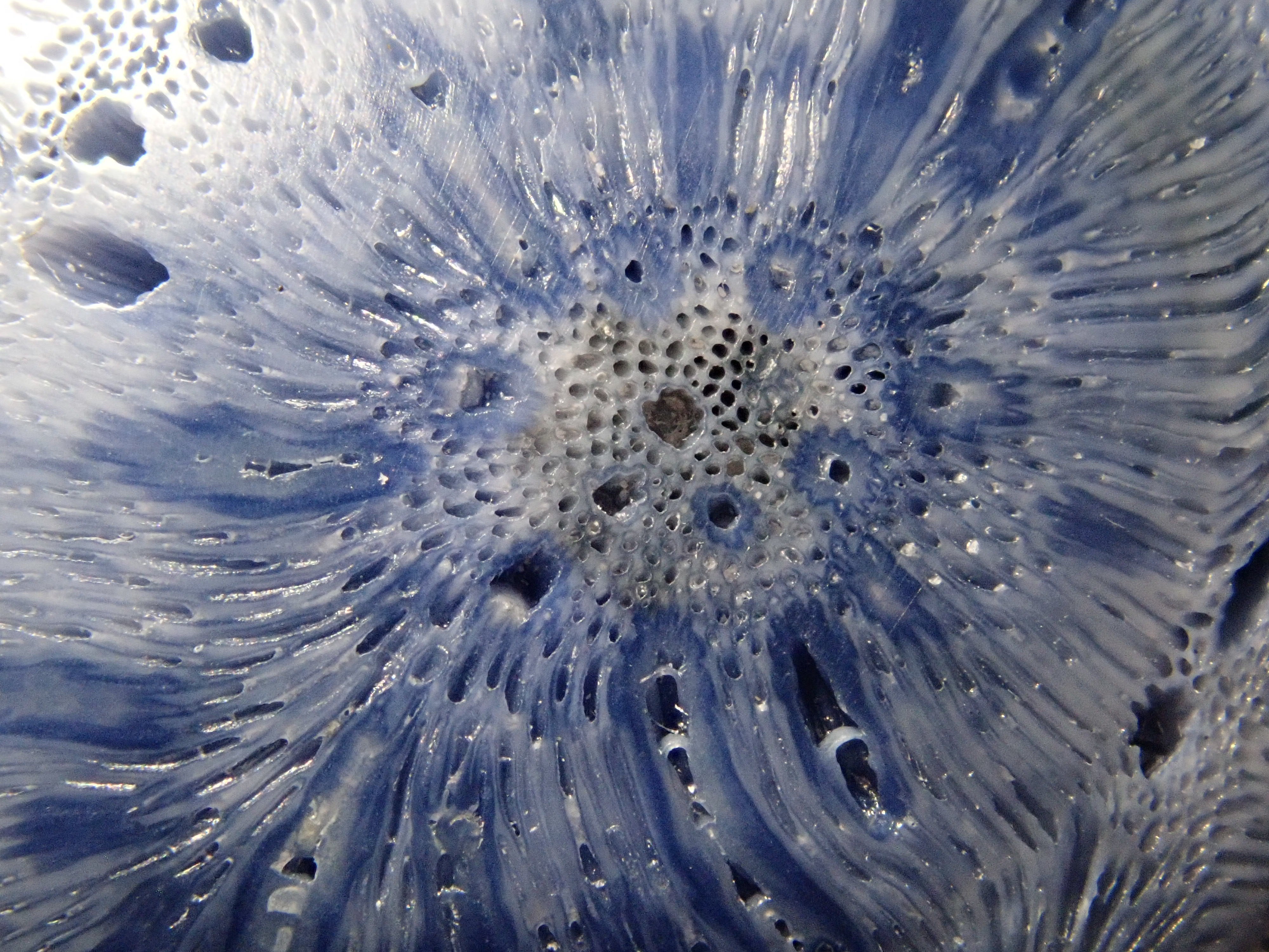 ブルーさんご (青珊瑚) 75.469ctルース