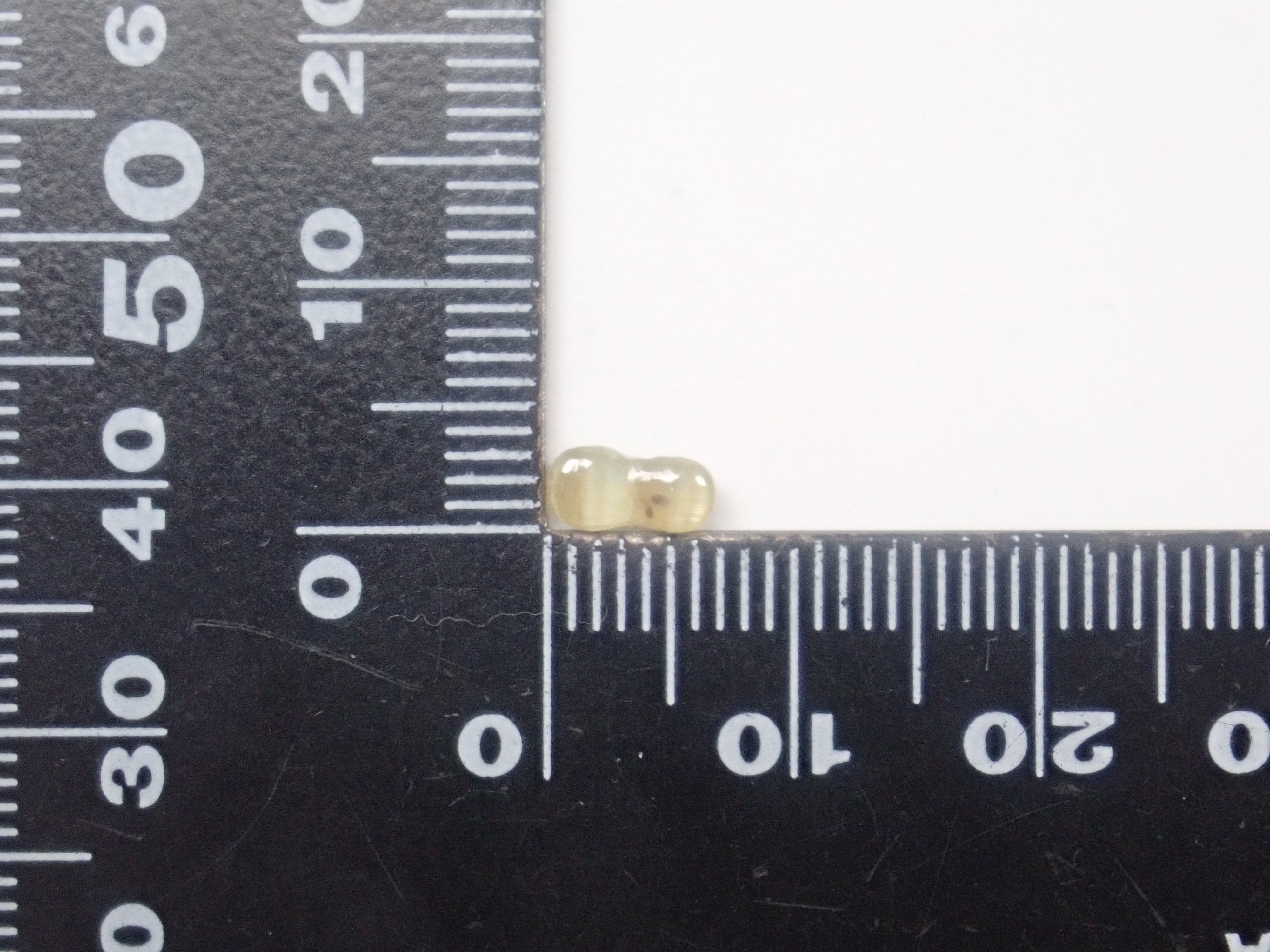 【2月2日晚間10點開始販售】限量20顆寶石：俄羅斯亞歷山大石、金綠寶石雙貓眼石及亞歷山大石扭蛋【多買有優惠】