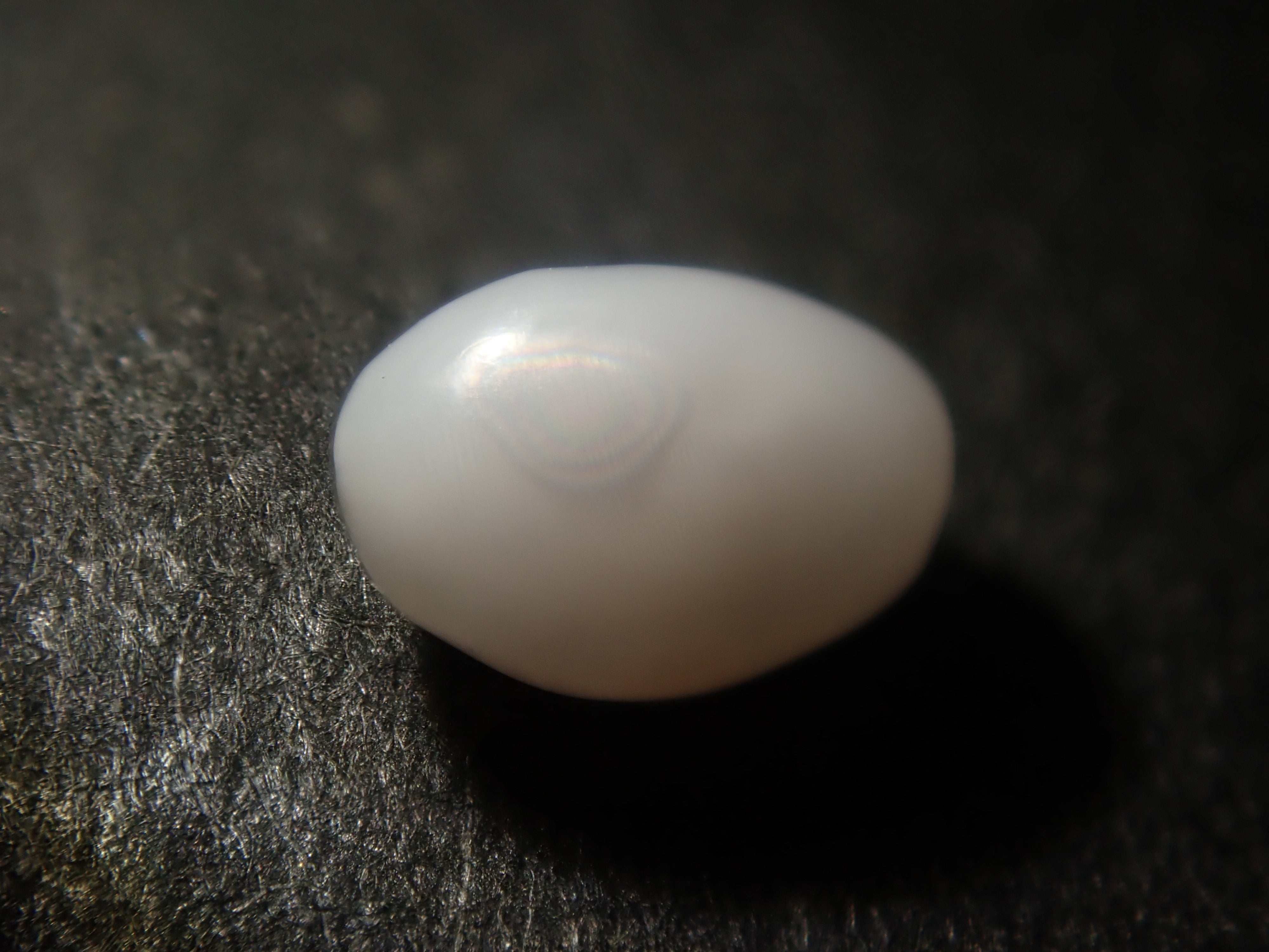 [Available at 10 PM on January 1st] Limited to 15 stones: Conch Pearl &amp; Shell Gacha, including Flame Patterns [Multiple purchase discounts available]