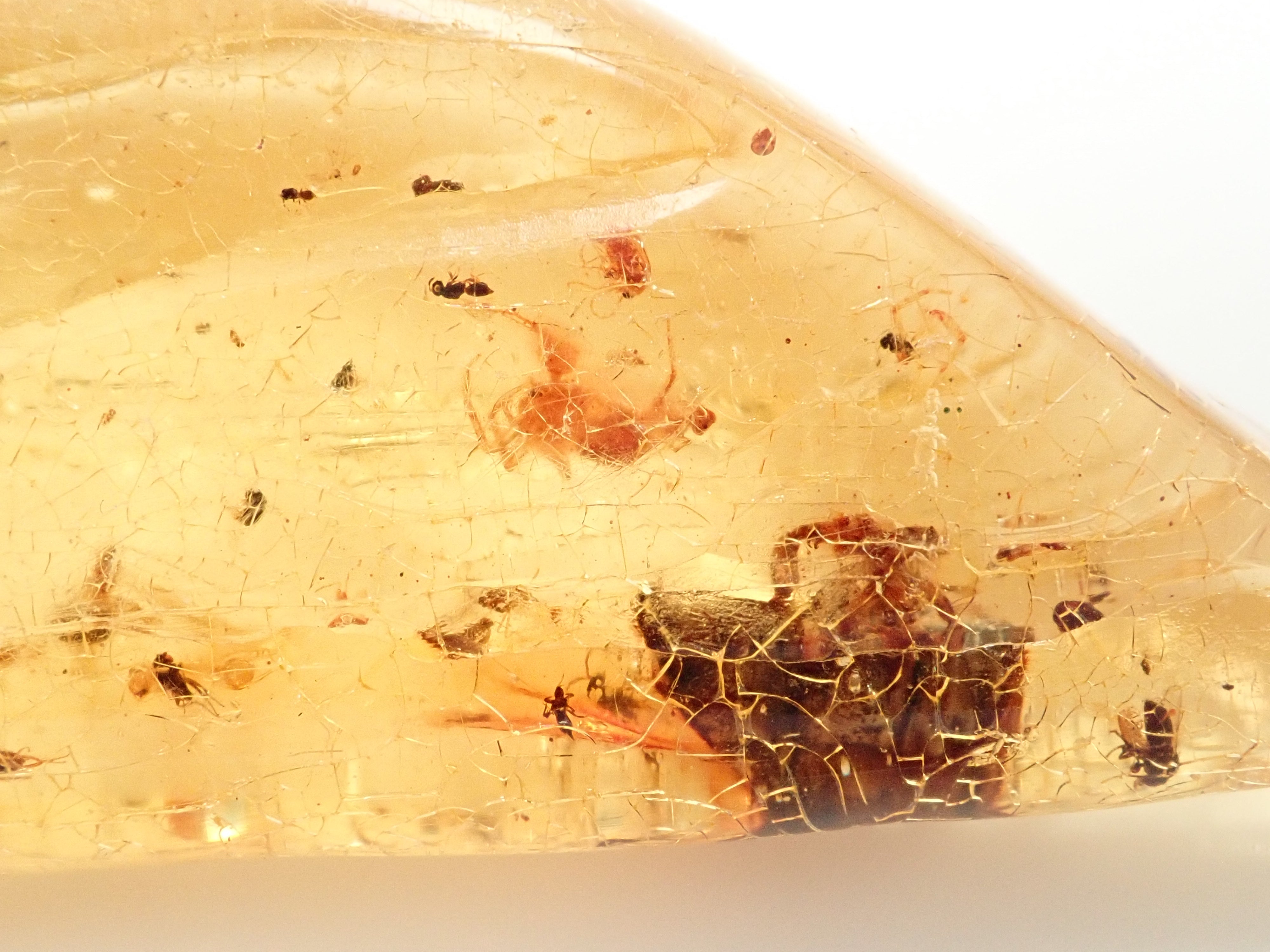 【2/15 22時販売】琥珀（こはく）/コパル 41.008ctルース（虫入り）