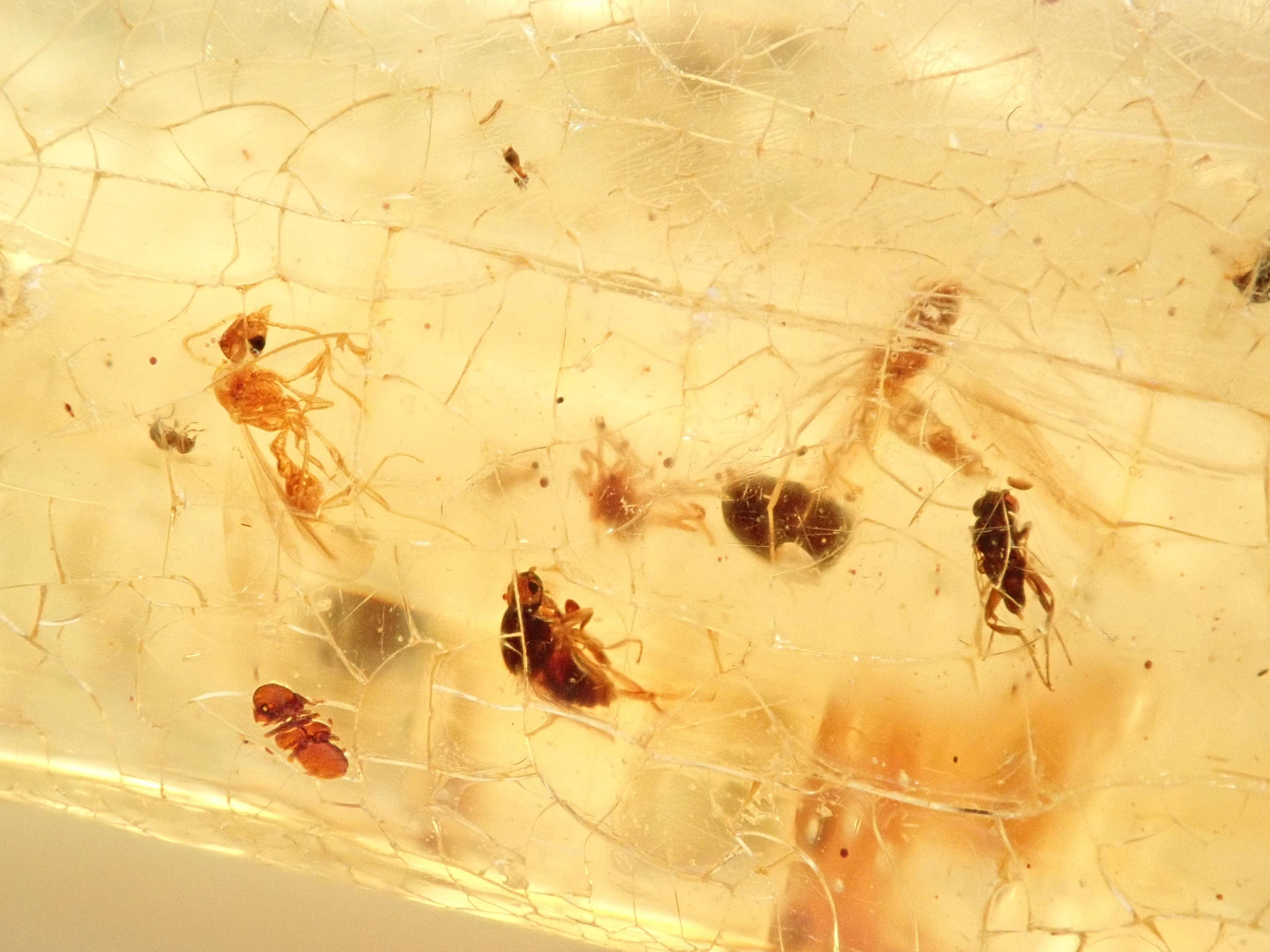 琥珀（こはく）/コパル 41.008ctルース