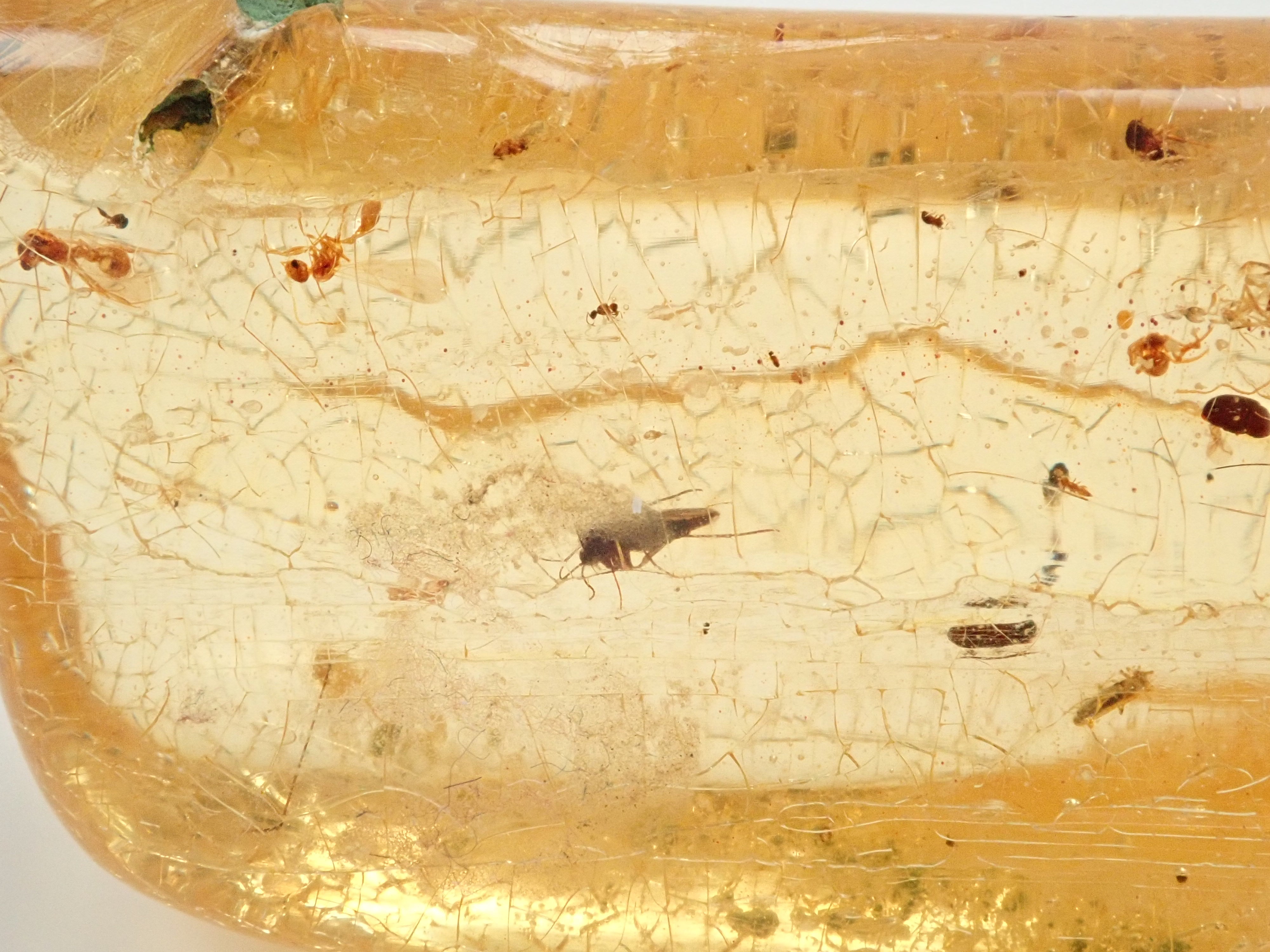 琥珀（こはく）/コパル 41.008ctルース