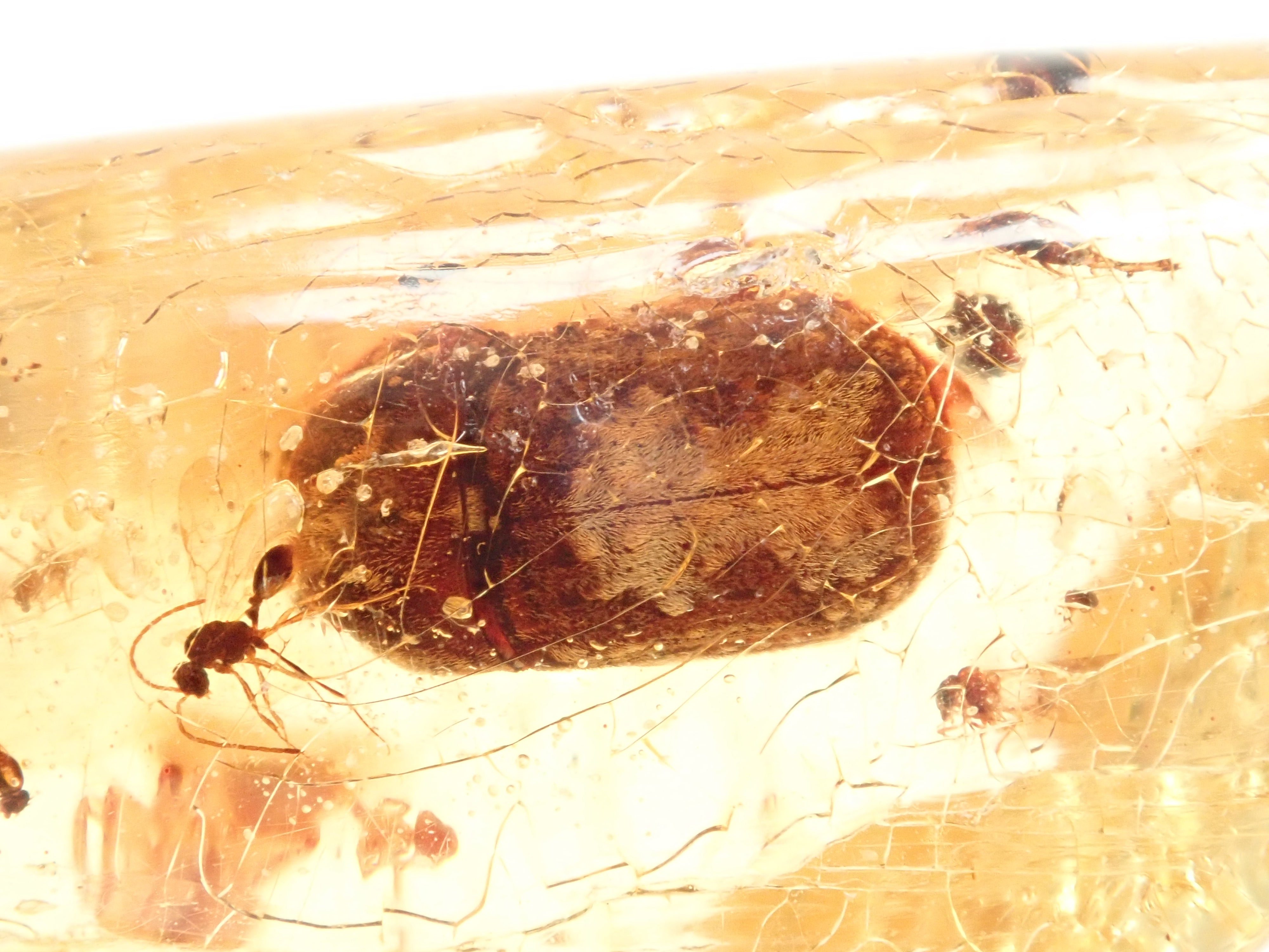 【2/15 22時販売】琥珀（こはく）/コパル 41.008ctルース（虫入り）