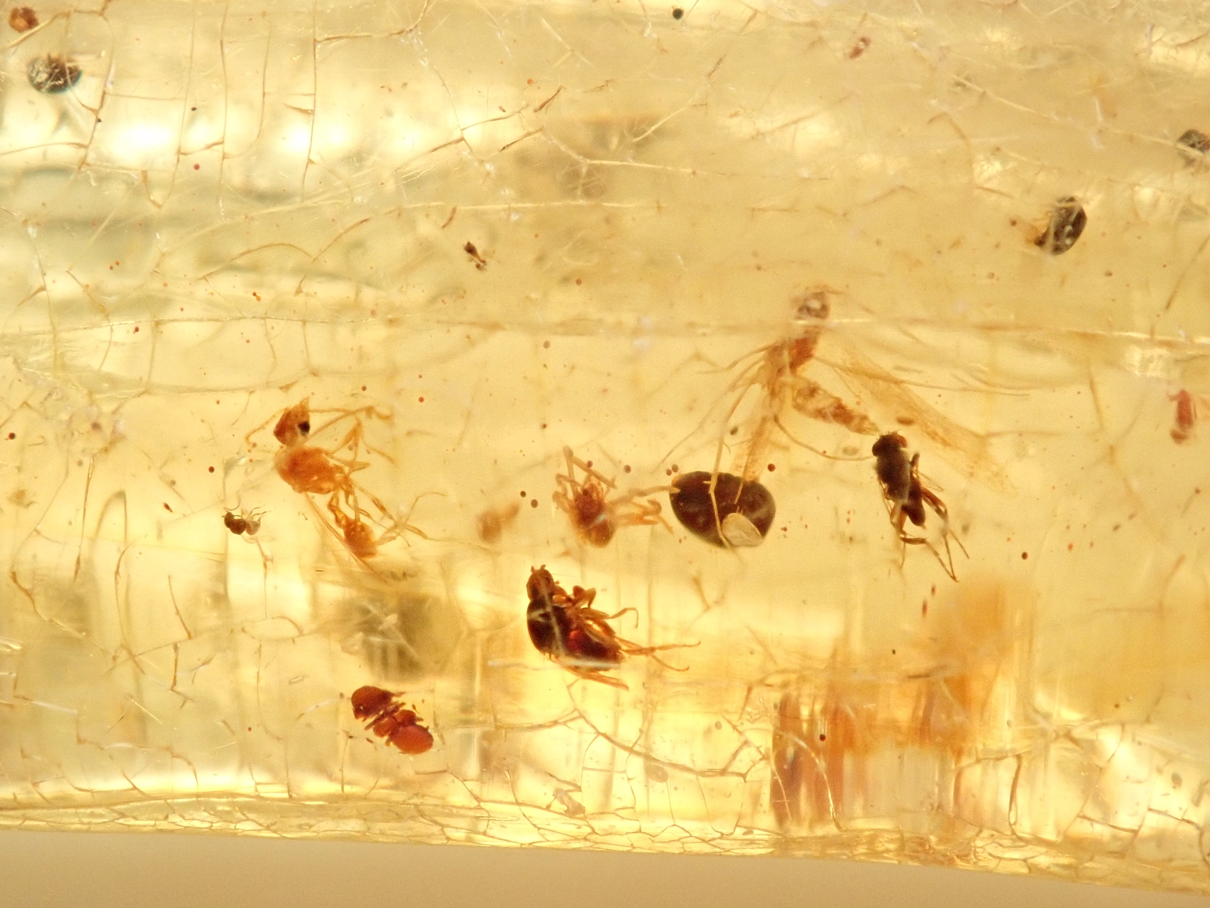 琥珀（こはく）/コパル 41.008ctルース