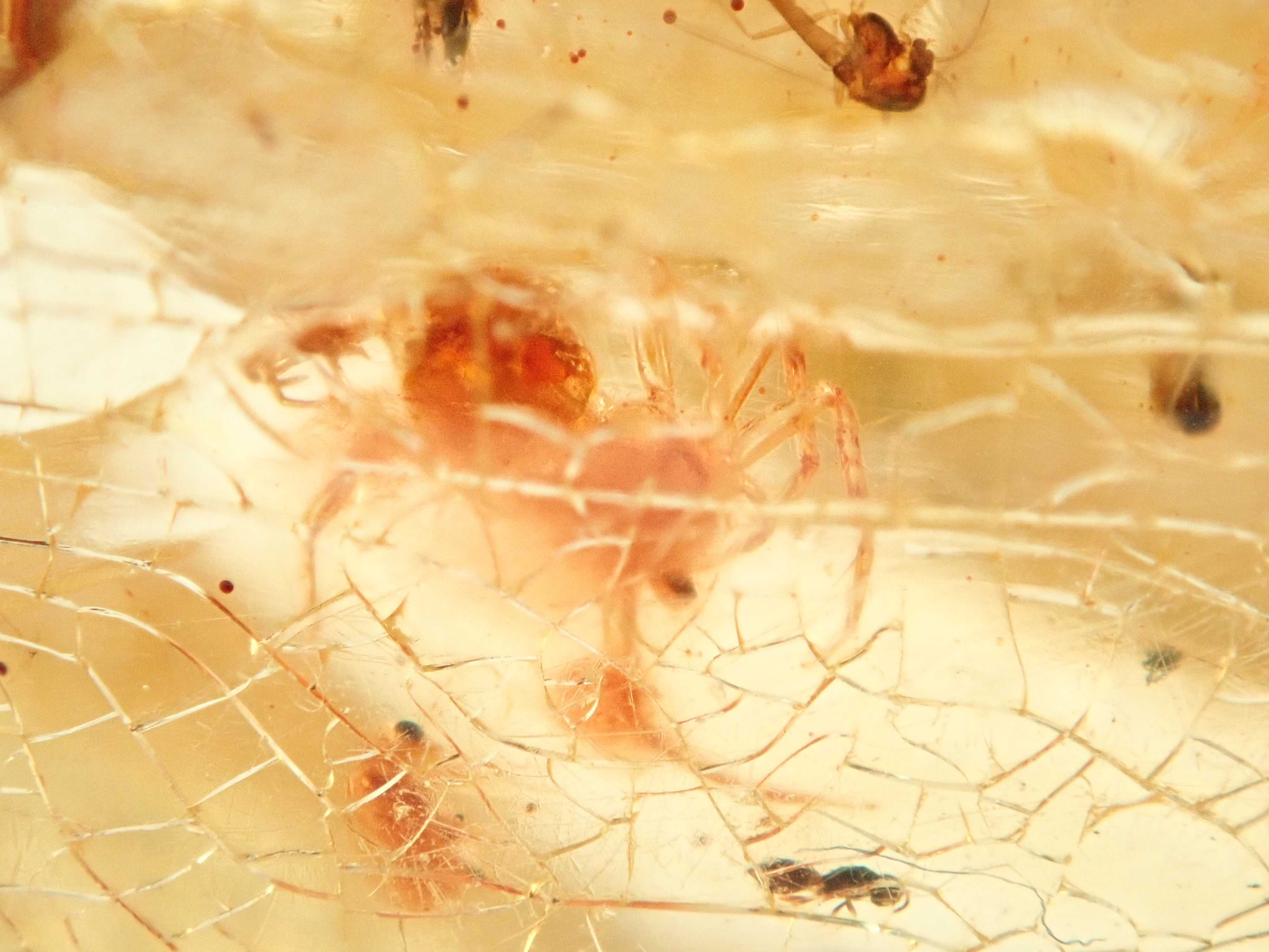 琥珀（こはく）/コパル 41.008ctルース