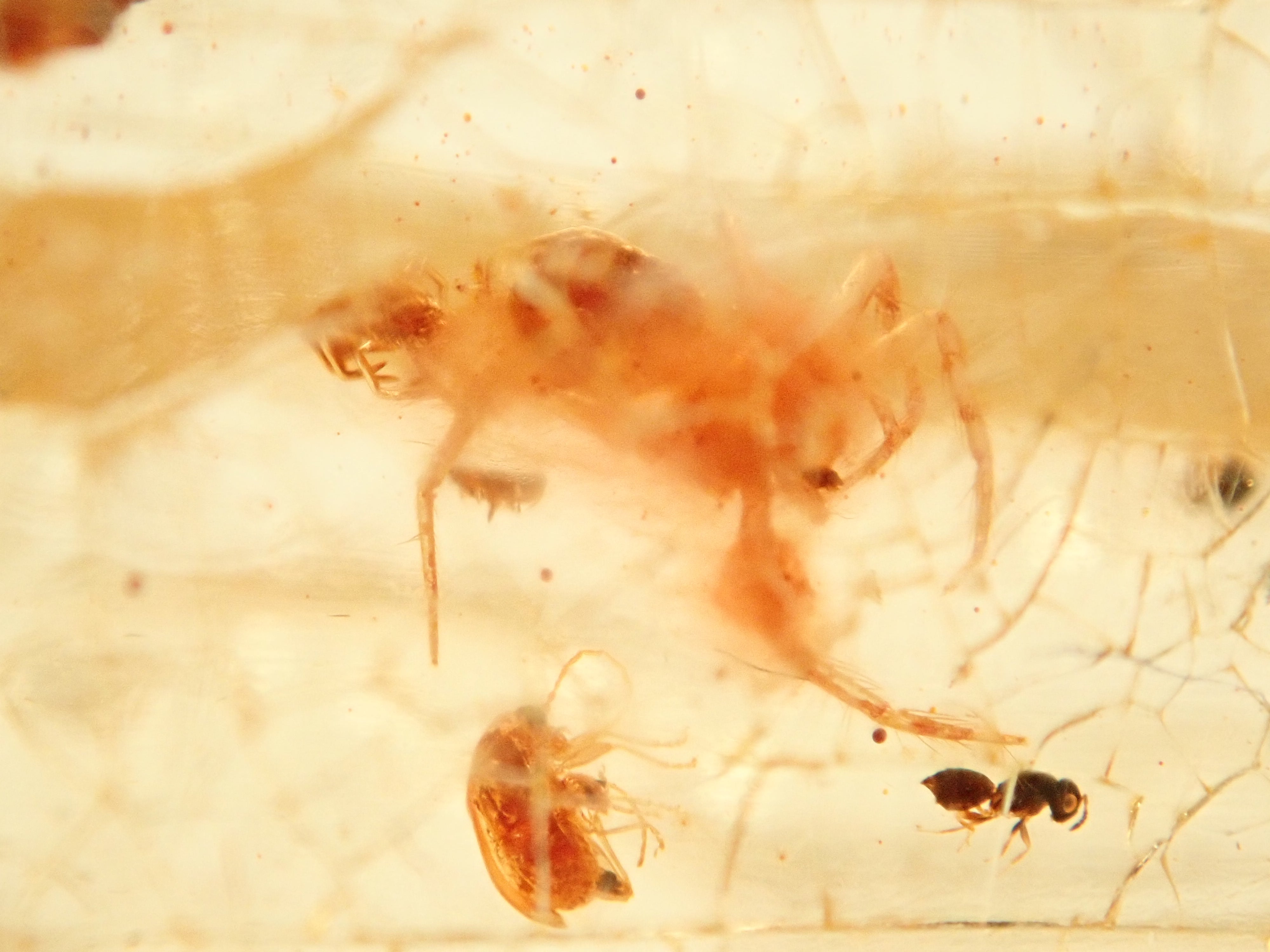 琥珀（こはく）/コパル 41.008ctルース