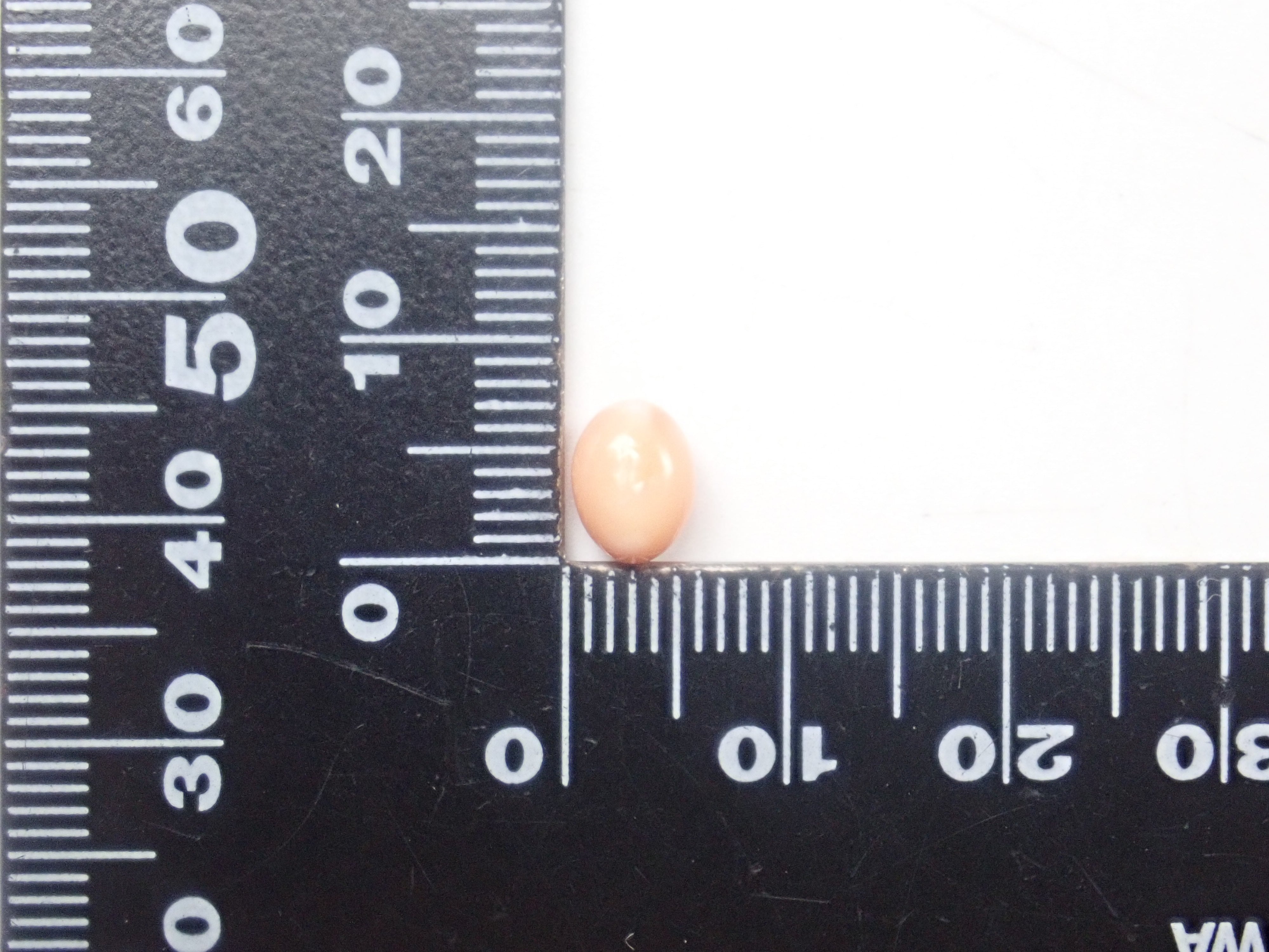 【3/1 22時販売】《限定21石》火焔模様入り含むドミニカ共和国産コンクパール&シェルガチャ1石ルース《複数購入割引有》　