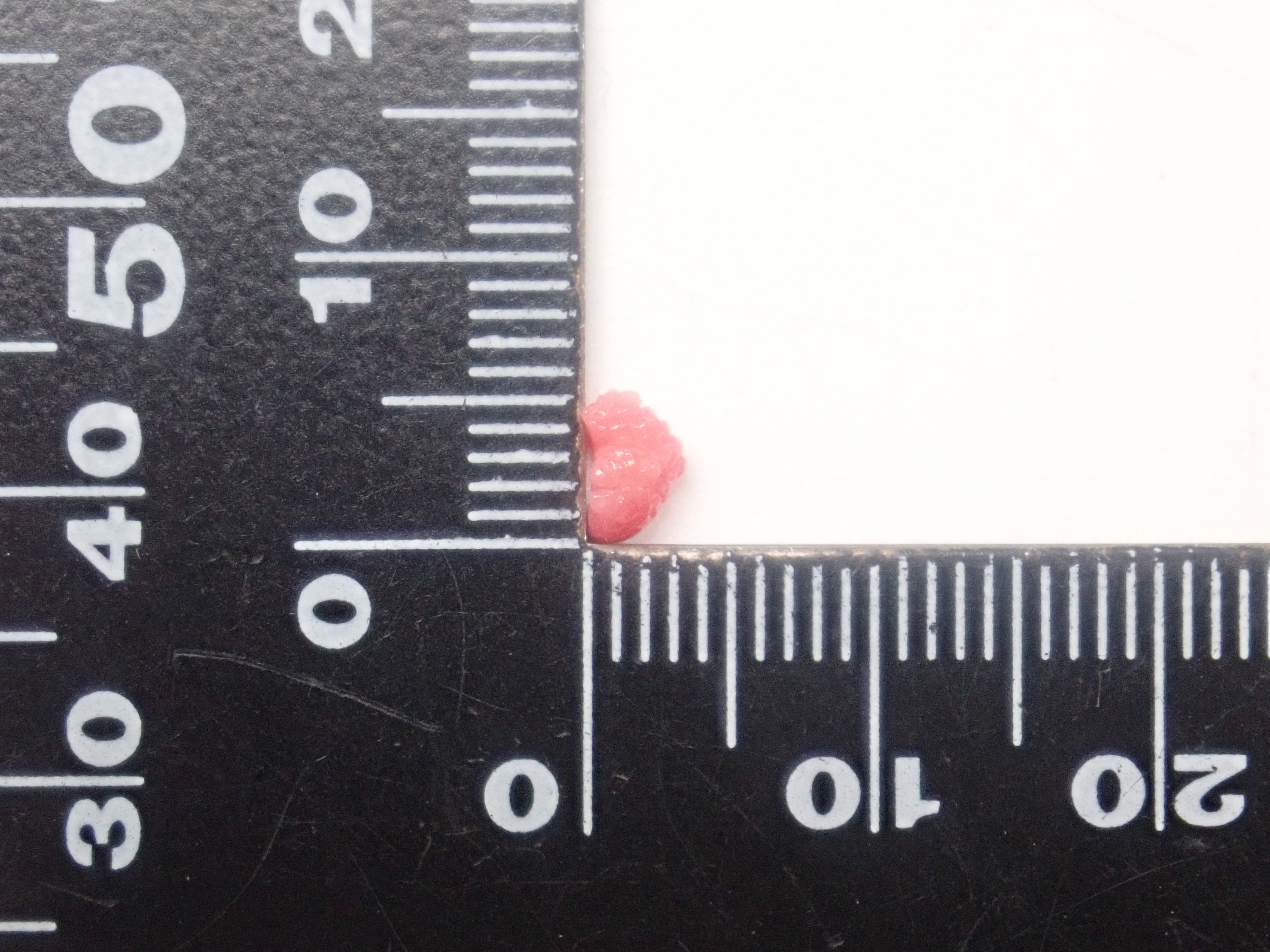 【3/1 22時販売】《限定21石》火焔模様入り含むドミニカ共和国産コンクパール&シェルガチャ1石ルース《複数購入割引有》　