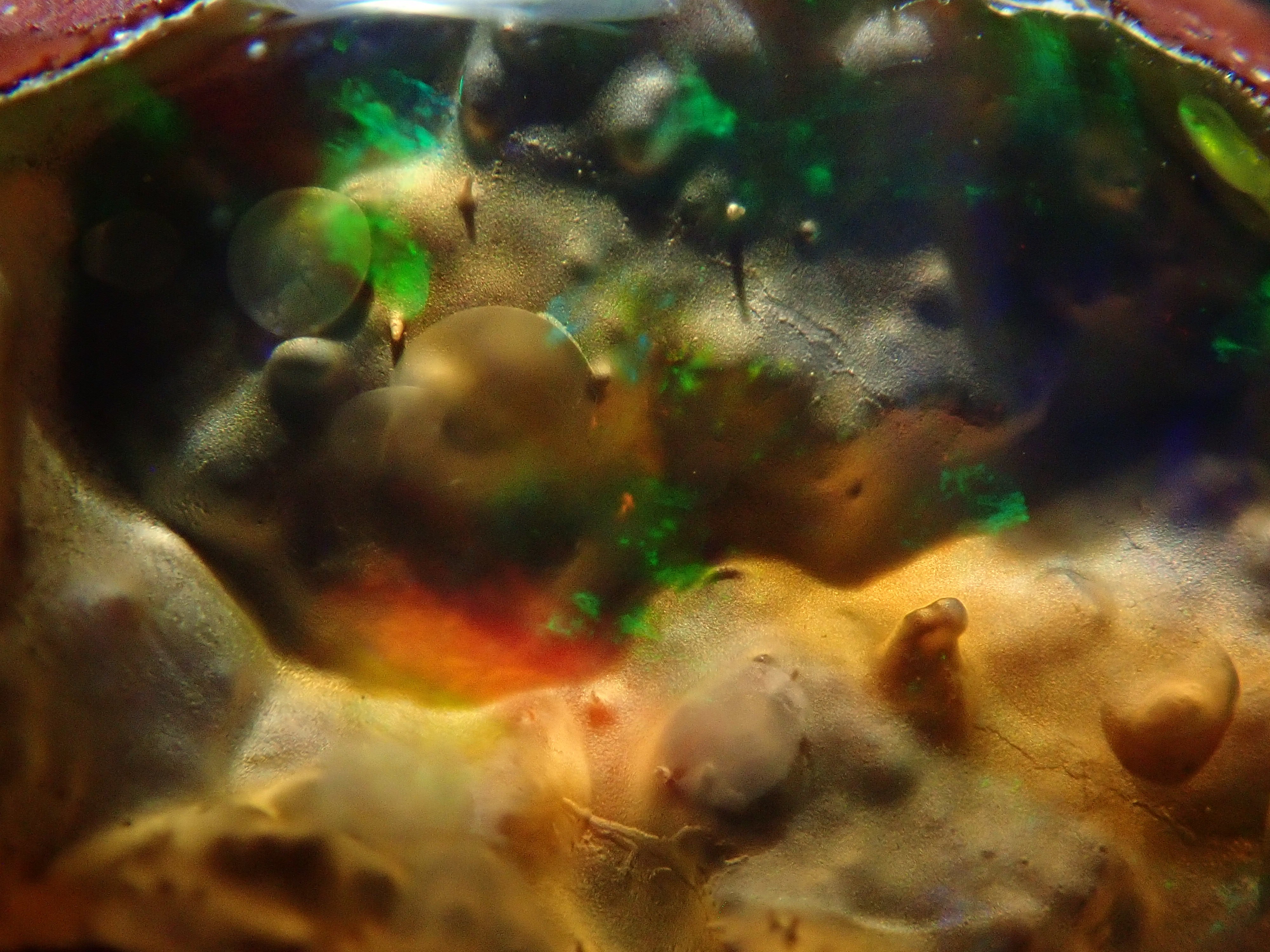 【4/29 22時販売】メキシコ産カンテラオパール 5.811ctルース 鑑別書