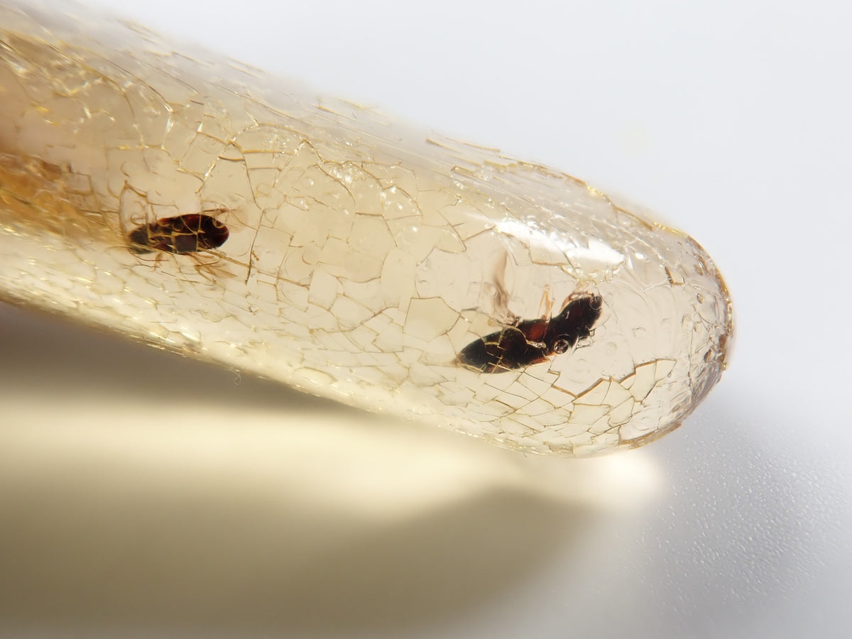 【9/23 22時販売】《限定1石》複数の虫入り 琥珀（こはく）／コパル97.64ct・約10cm 標本