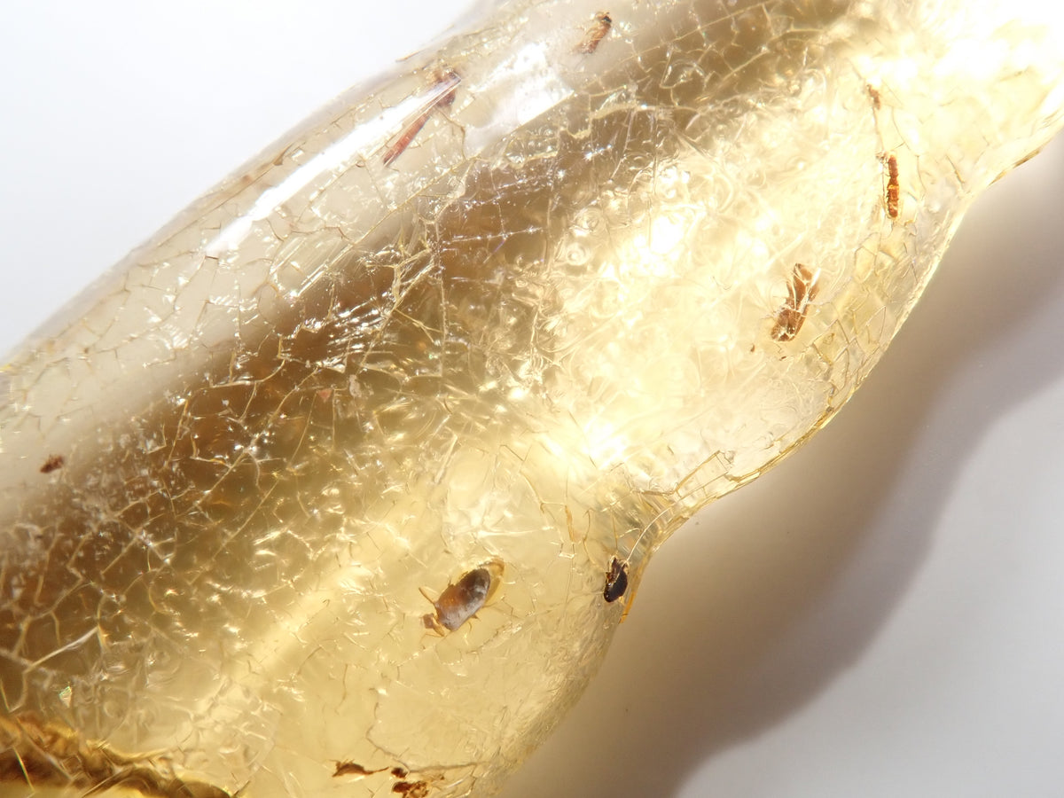 【9/23 22時販売】《限定1石》複数の虫入り 琥珀（こはく）／コパル97.64ct・約10cm 標本