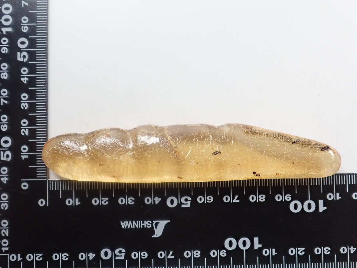 【9/23 22時販売】《限定1石》複数の虫入り 琥珀（こはく）／コパル97.64ct・約10cm 標本
