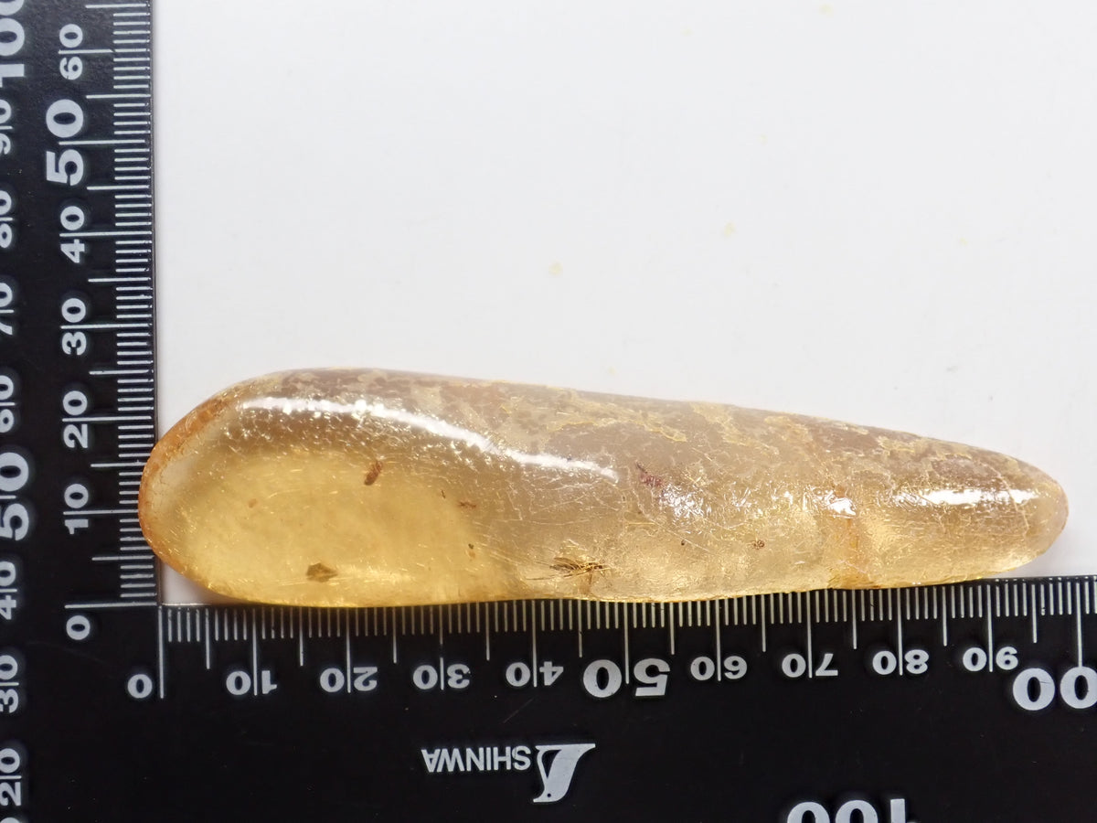 【9/23 22時販売】《限定1石》複数の虫入り 琥珀（こはく）／コパル94.05ct・約9cm 標本