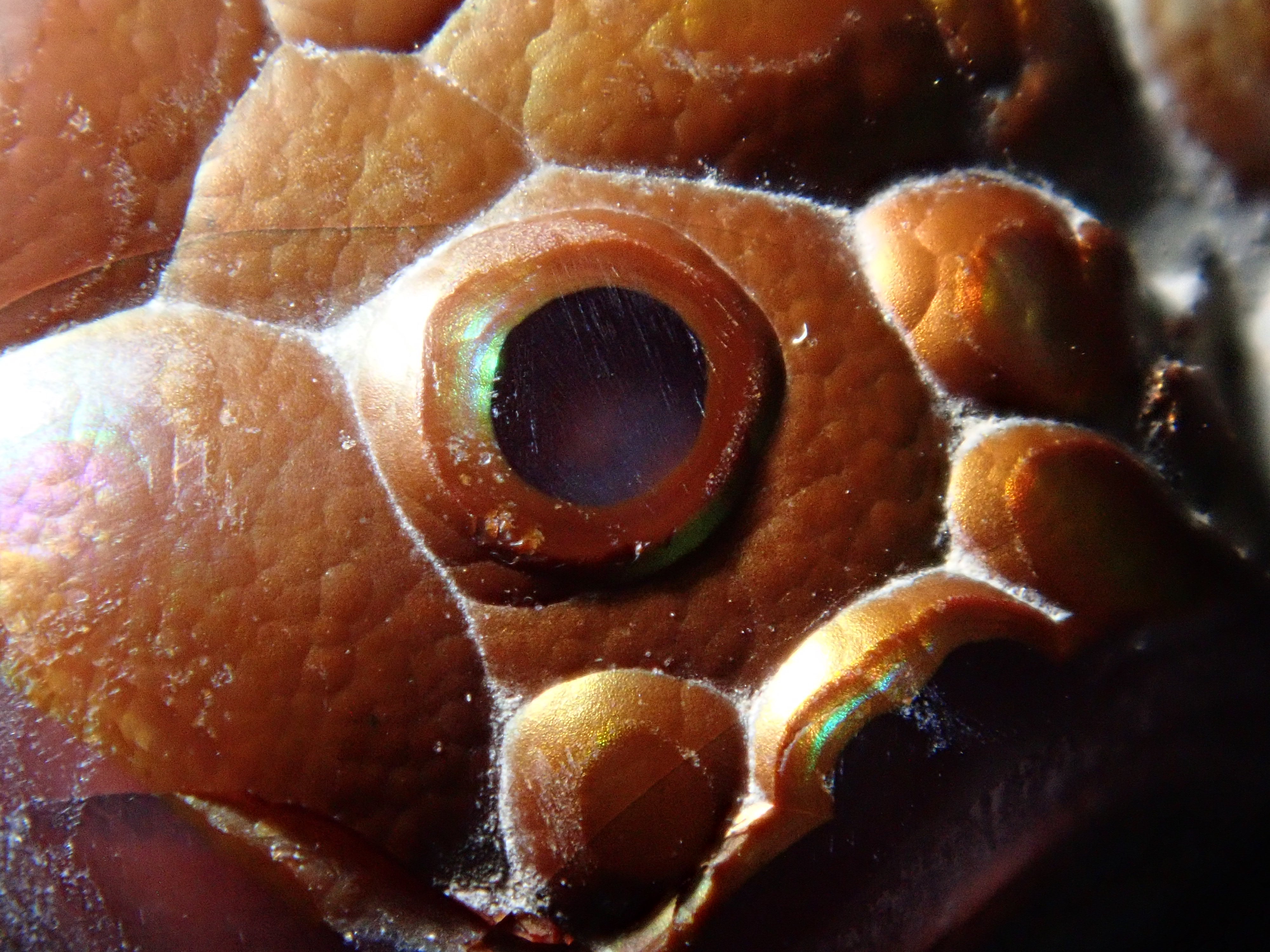 [12/6 22:00] Mexican Fire Agate 10.683ct Loose Stone