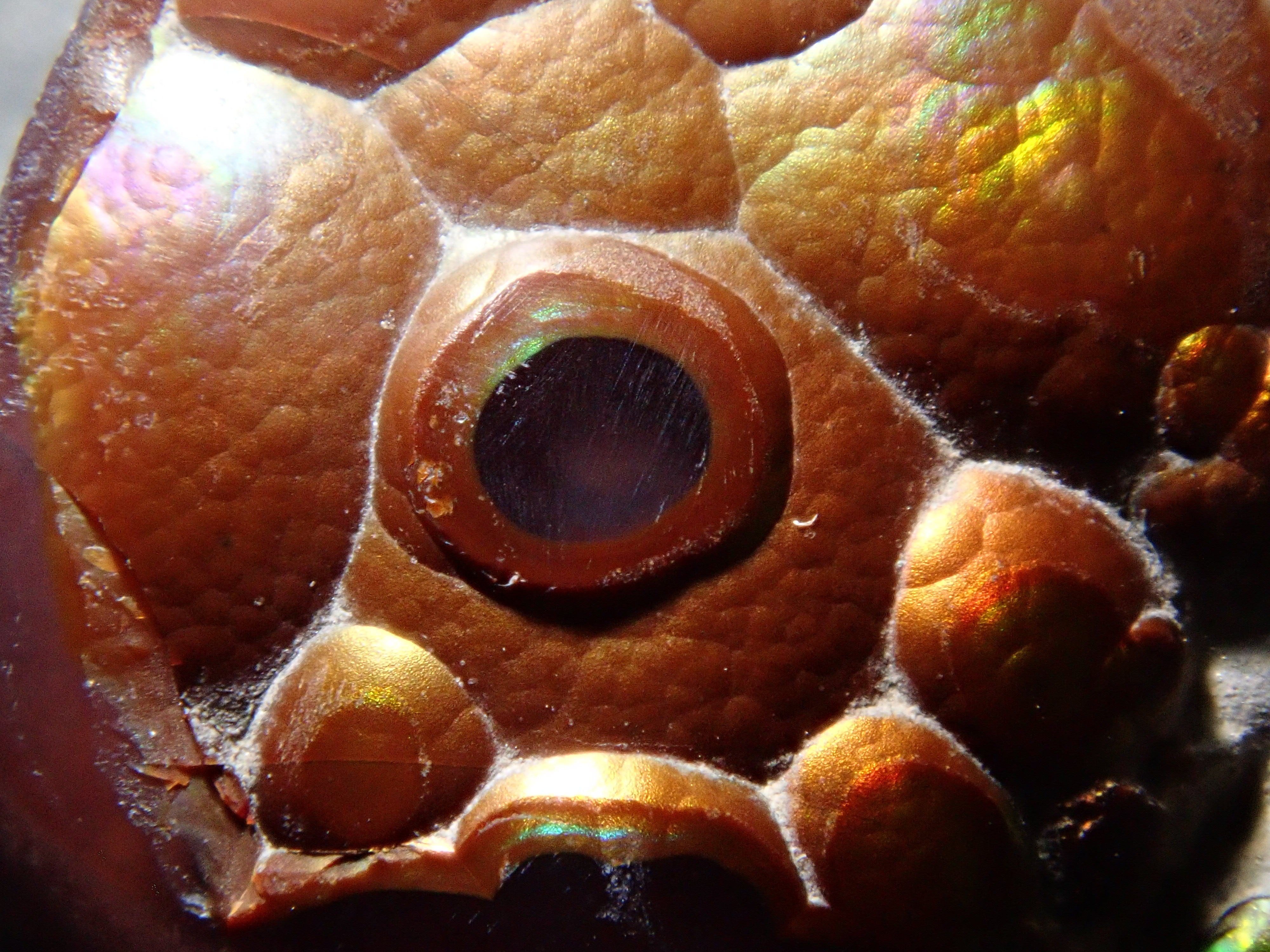 [12/6 22:00] Mexican Fire Agate 10.683ct Loose Stone