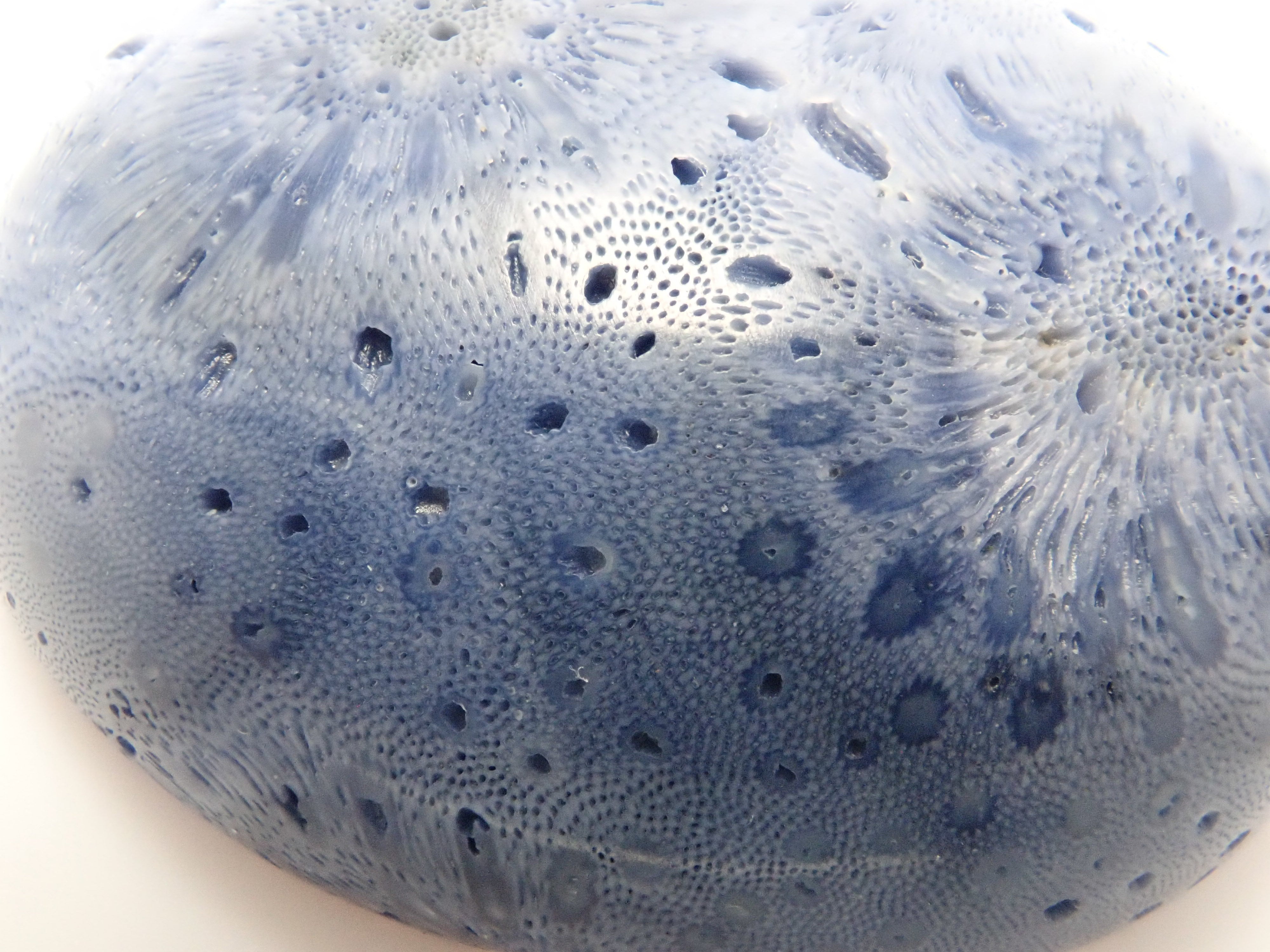 ブルーさんご (青珊瑚) 75.469ctルース