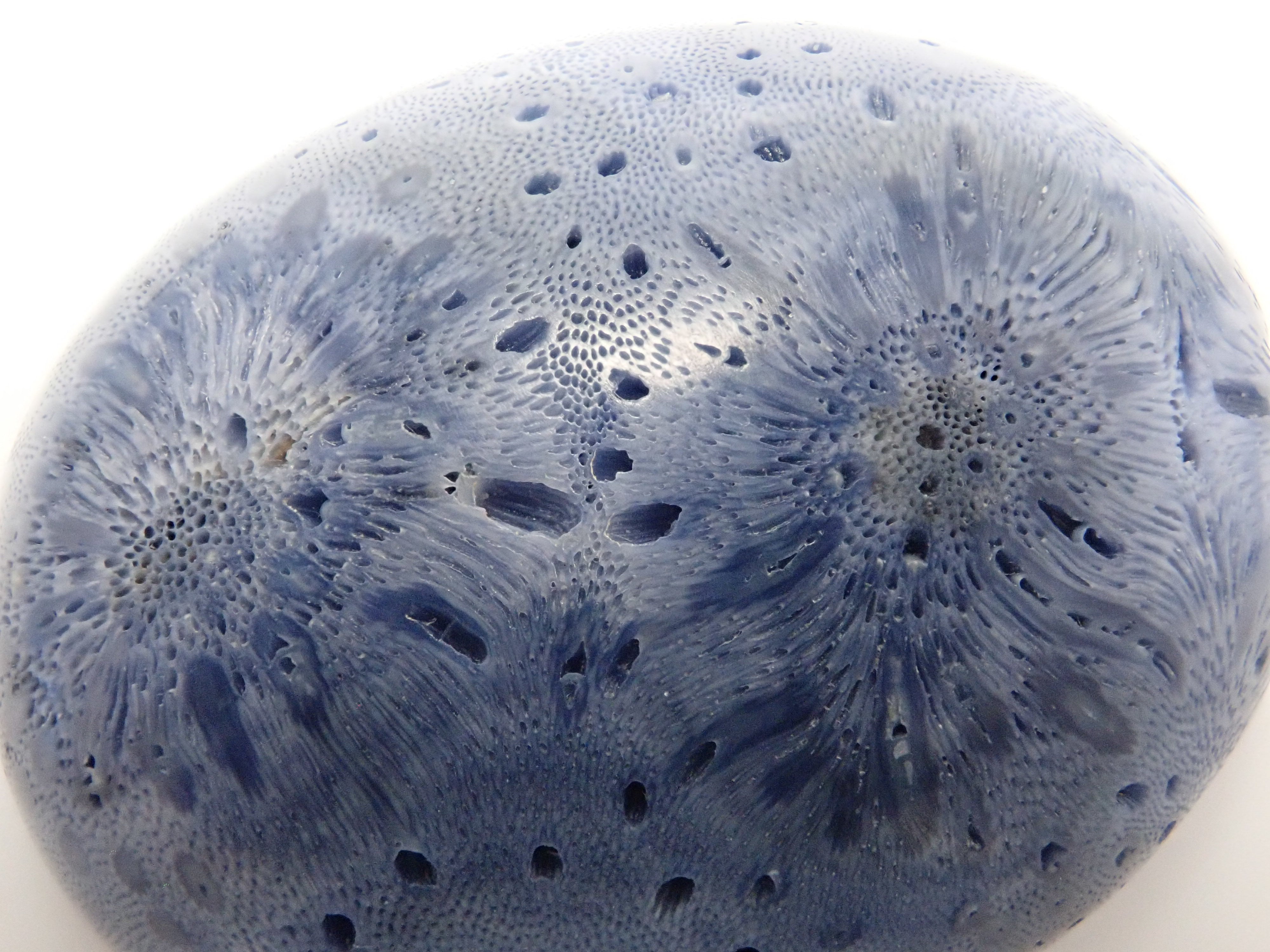 [12/6 22:00 Sale] Blue Coral (75.469ct) Loose Stone