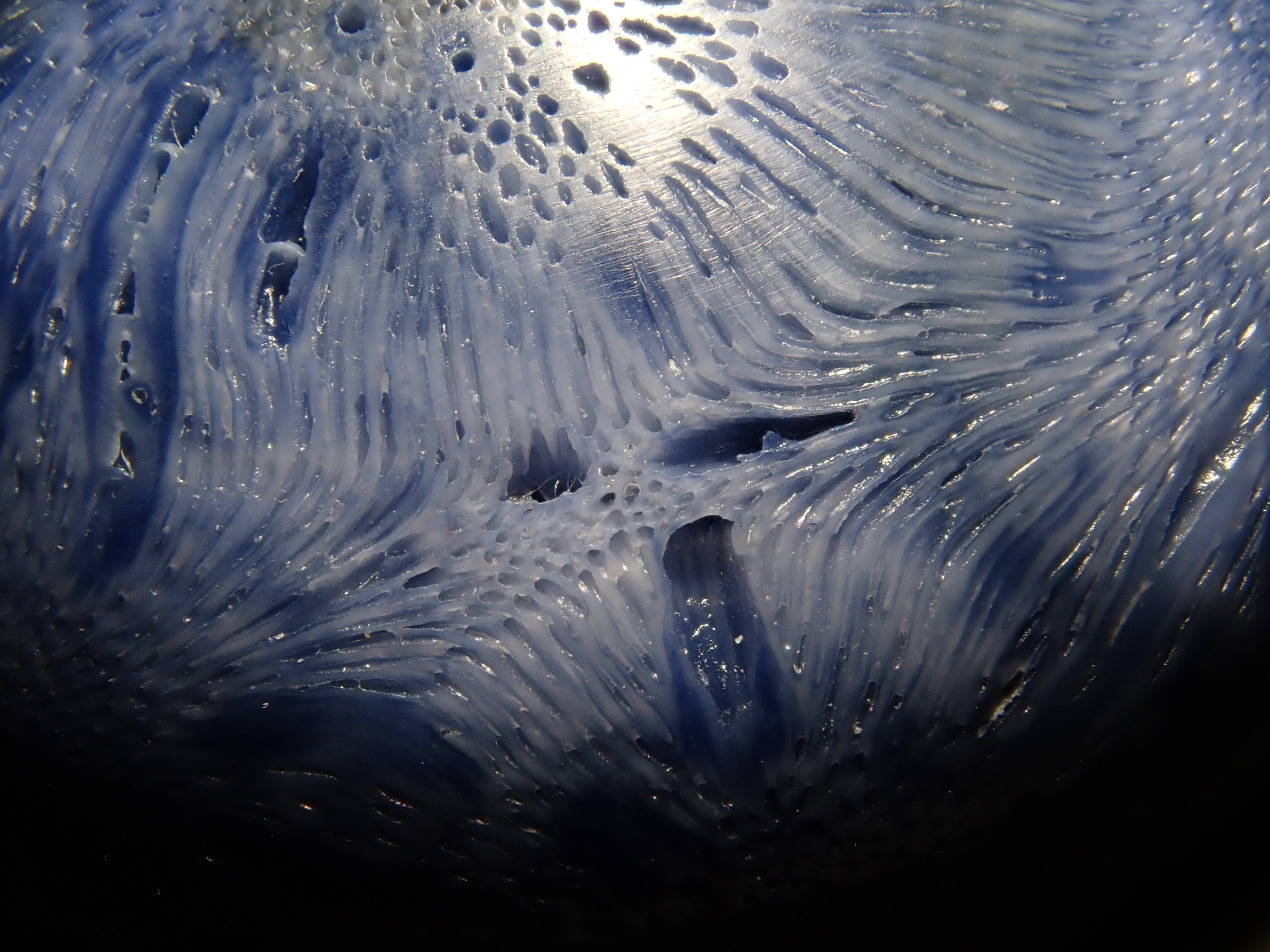 [12/6 22:00 Sale] Blue Coral (75.469ct) Loose Stone