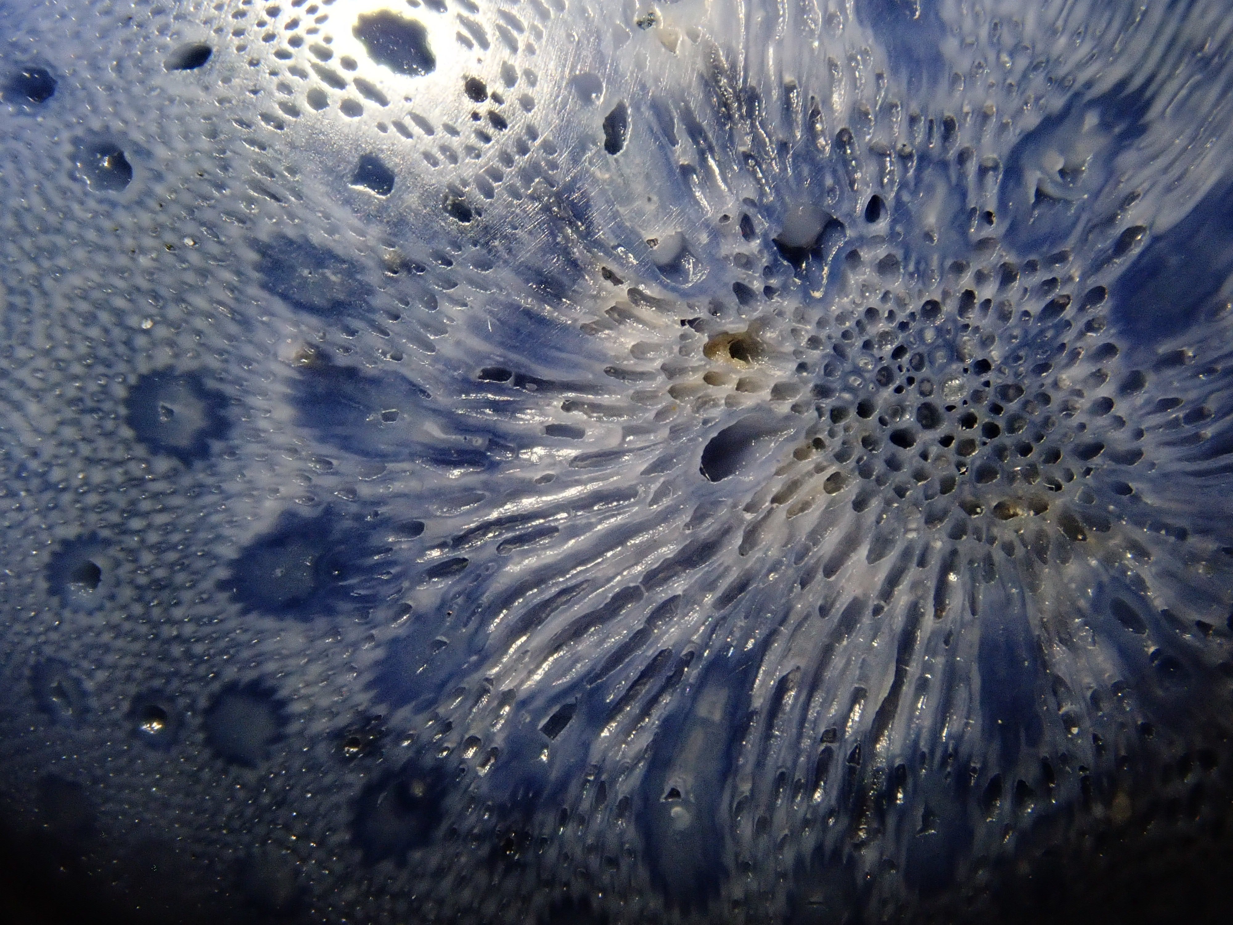 [12/6 22:00 Sale] Blue Coral (75.469ct) Loose Stone