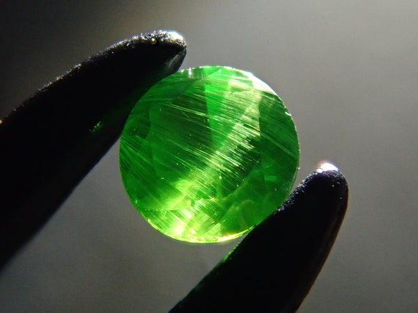 激レア　美品　モーリシャス産　蓋付き　ムラサキムカデソデ Amazon｜2ピース珍しい天然黒のカタツムリシェルの化石ジュラ紀の化石