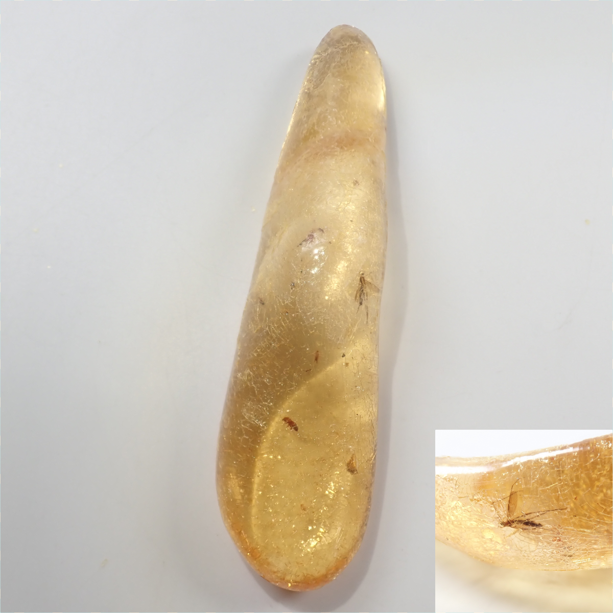 【9/23 22時販売】《限定1石》複数の虫入り 琥珀（こはく）／コパル94.05ct・約9cm 標本