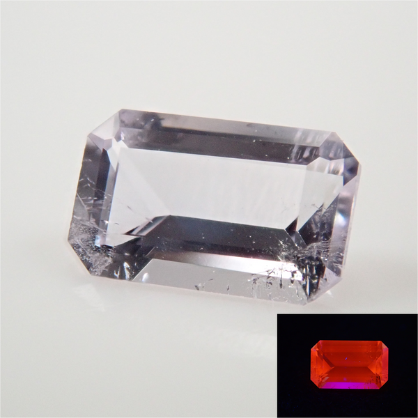 タンザニア産シカツノコガネ 18mm タンザニア産シカツノコガネ 18mm タンザニア産シカツノコガネ