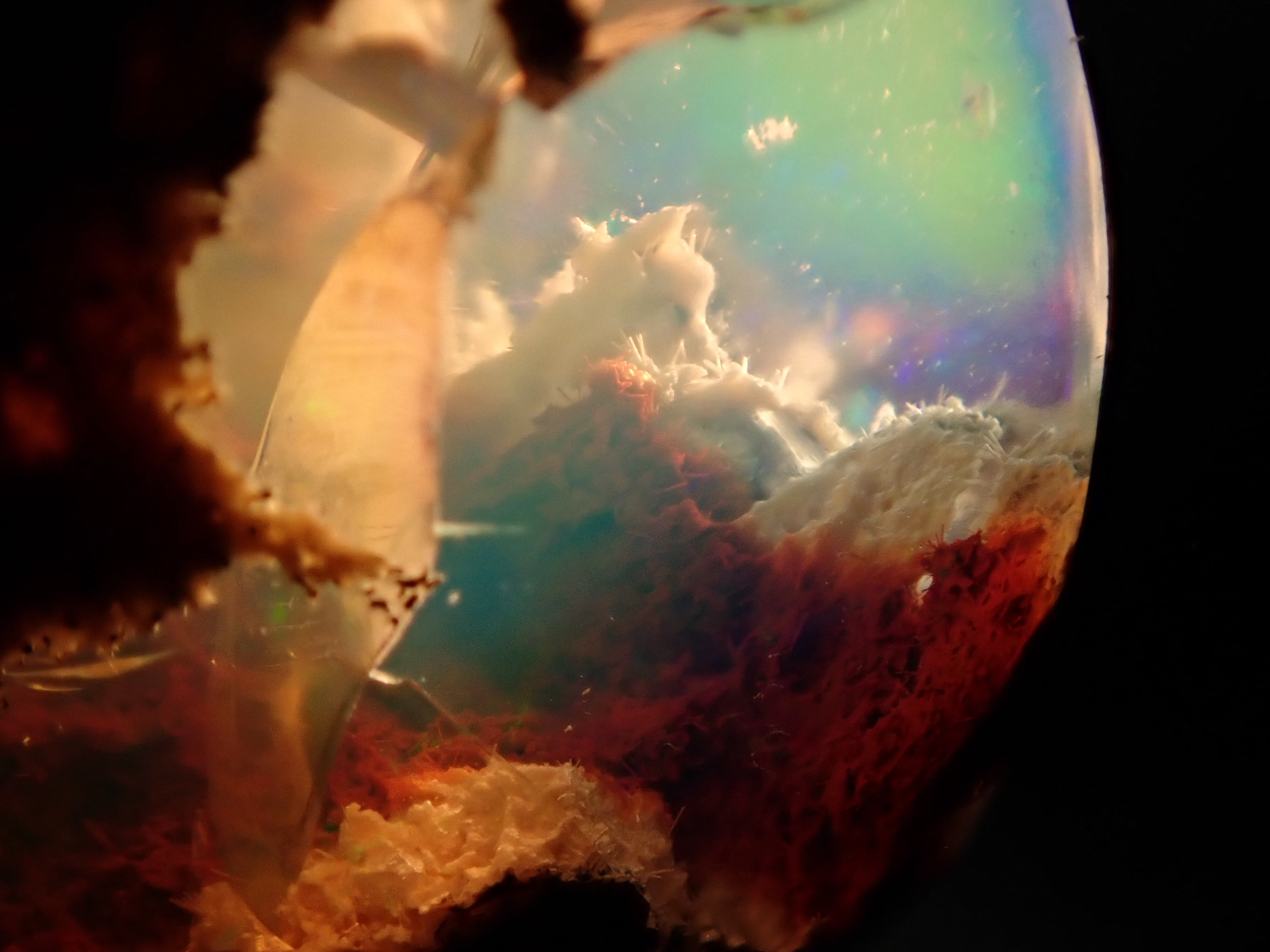 【12530283掲載】カンテラオパール 17.221ctルース